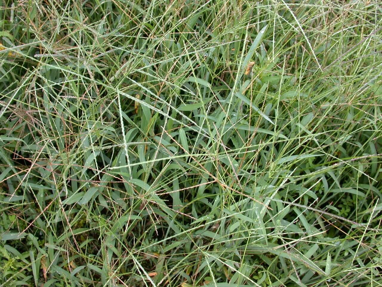 Crabgrass Seedheads