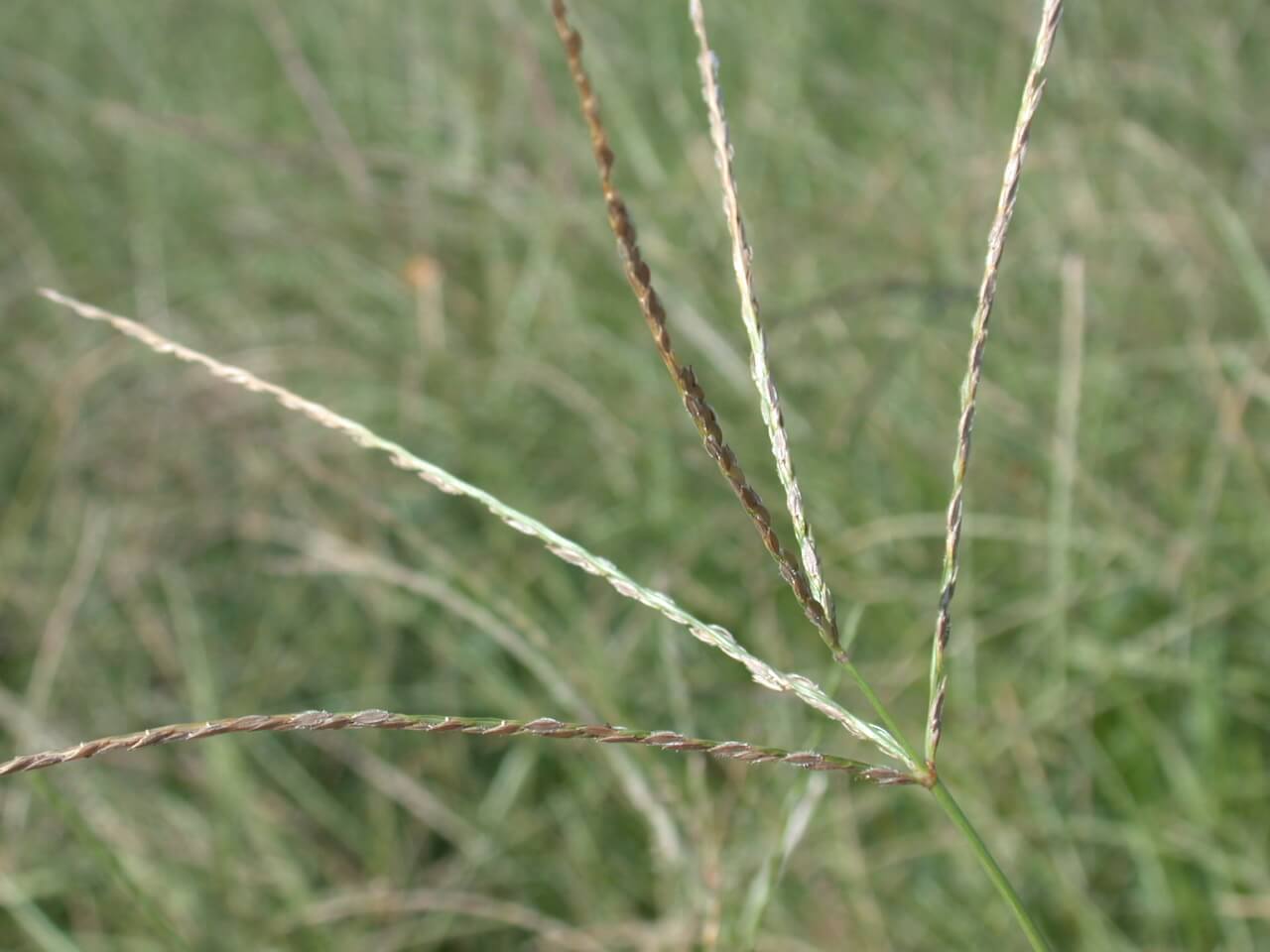 Crabgrass seedheads are spead out like a fork and have a purple tint.