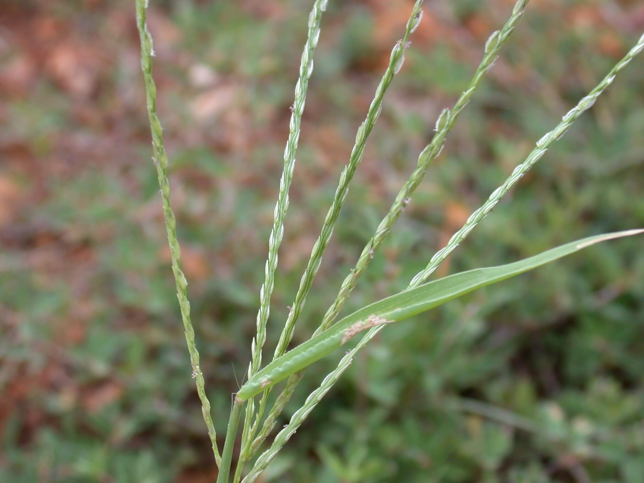 Crabgrass seedheads are spead out like a fork and have a purple tint.