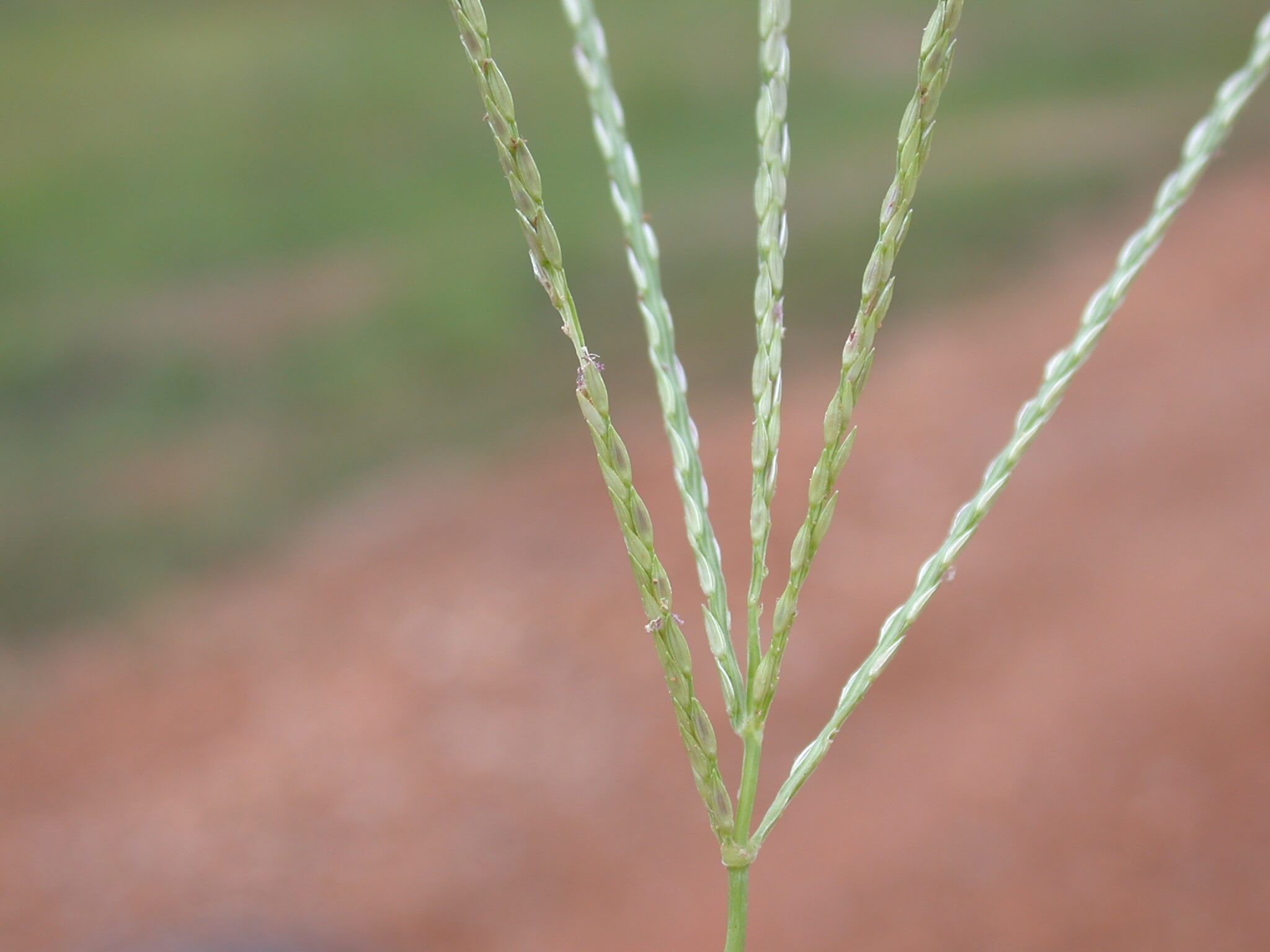 Crabgrass seedheads are spead out like a fork and have a purple tint.