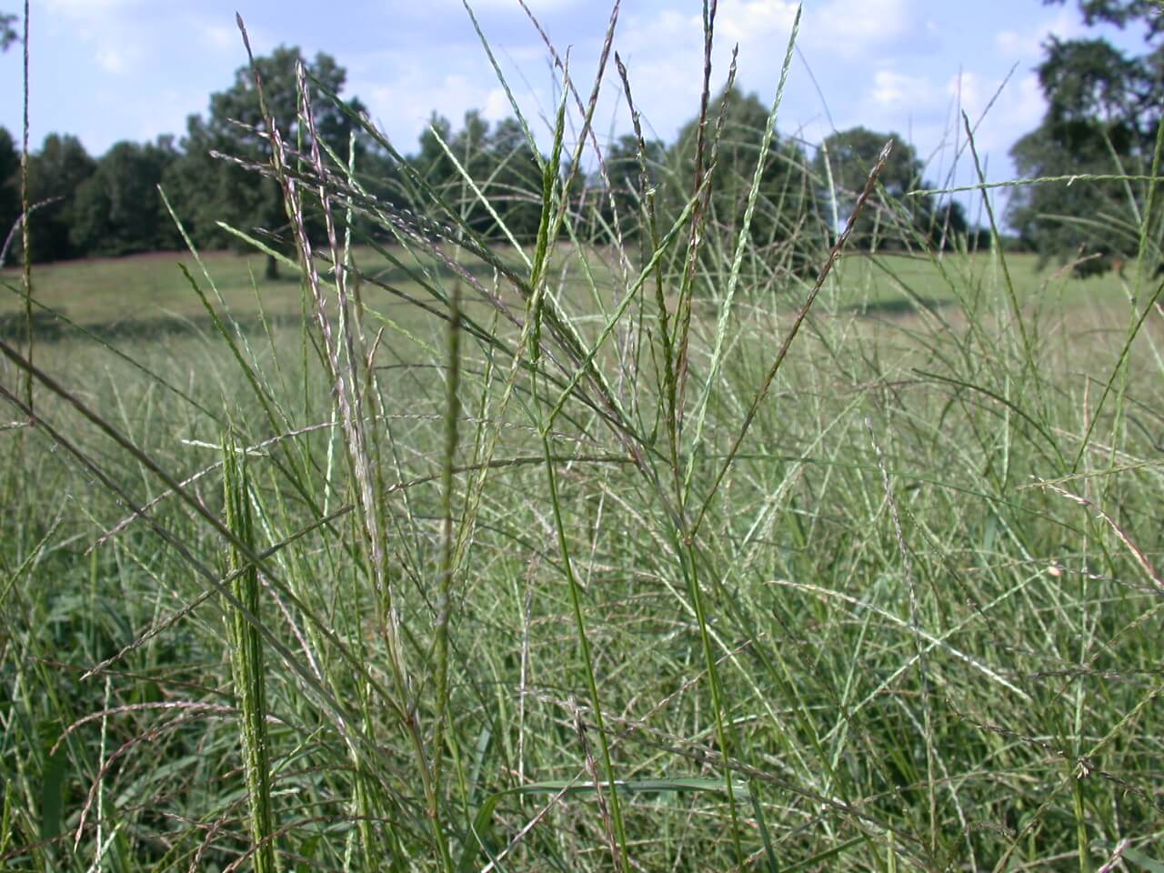 Crabgrass seedheads are spead out like a fork and have a purple tint.