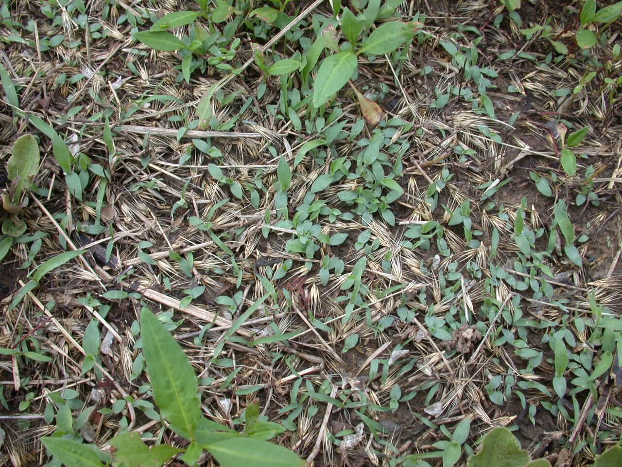 Crabgrass Seedhead Crabgrass Seedhead