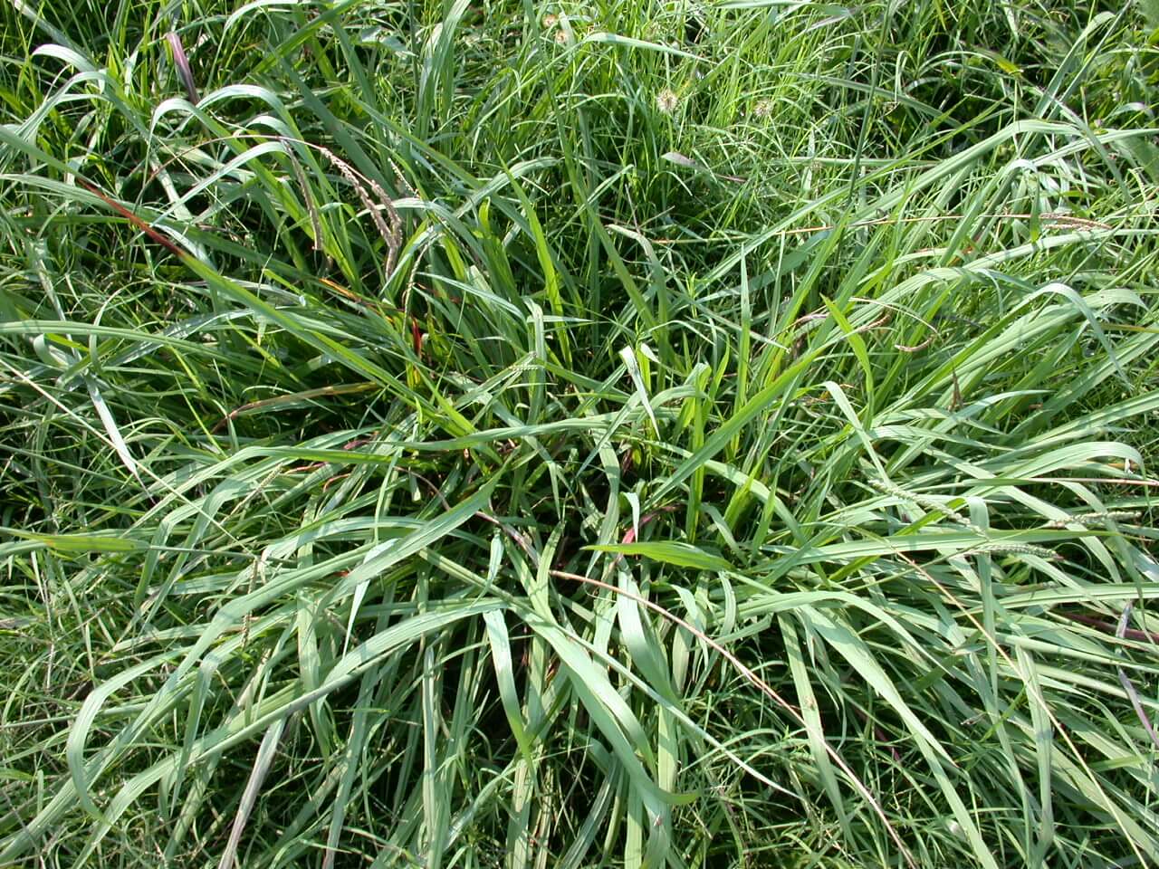 Dallisgrass Crown