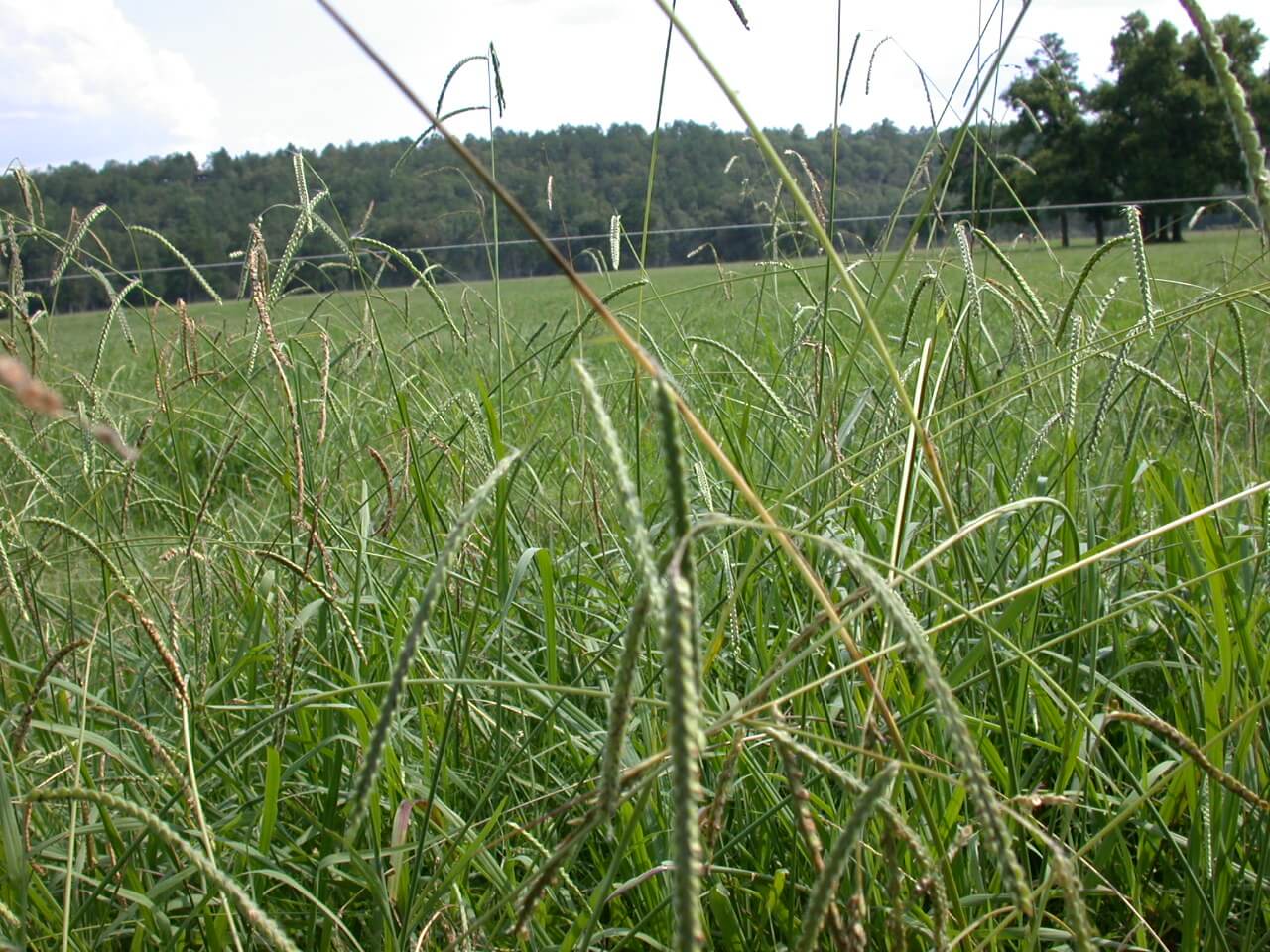 Dallisgrass Foliage