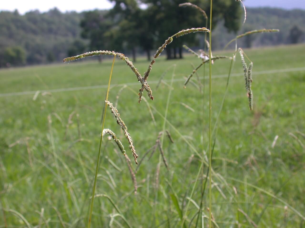 Dallisgrass Heads