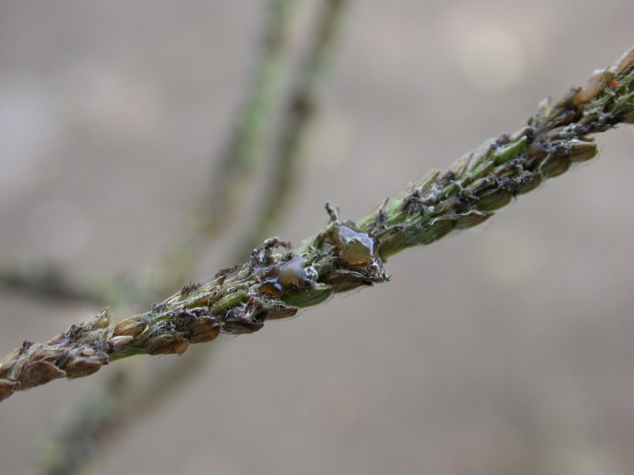 Dallisgrass honeydew from ergot infection. hairs.