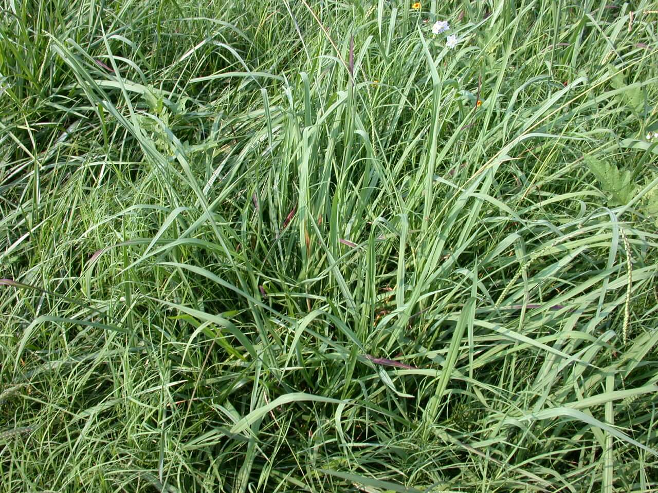 Dallisgrass in bermudagrass.