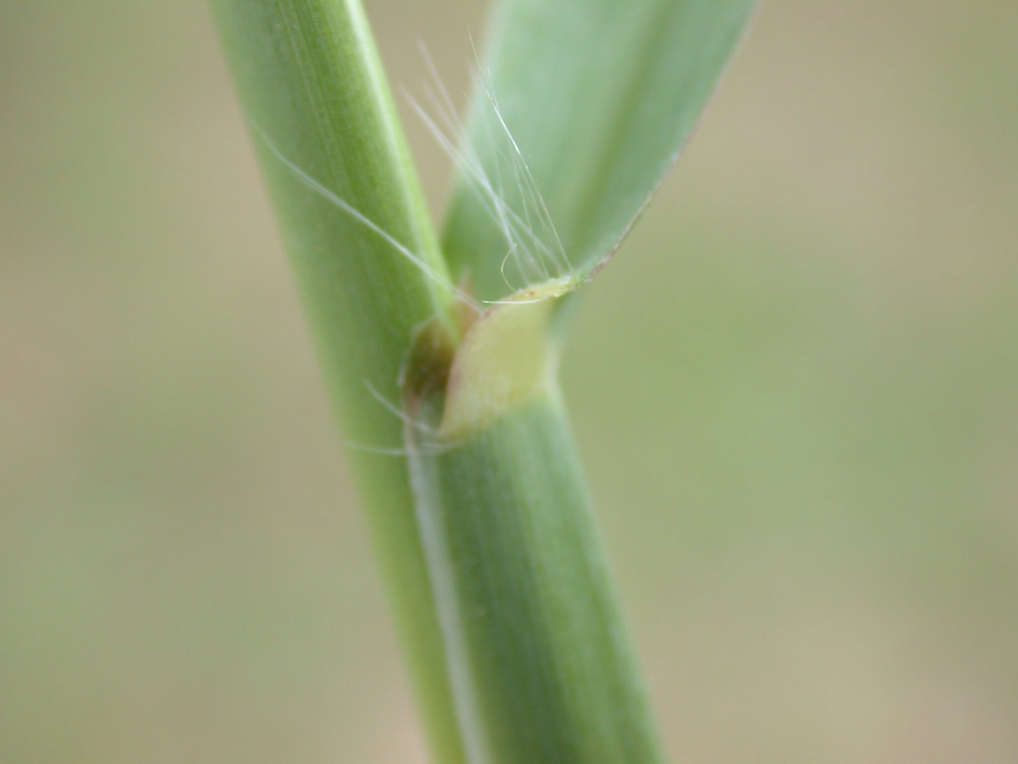 Dallisgrass Leaf Base Hair