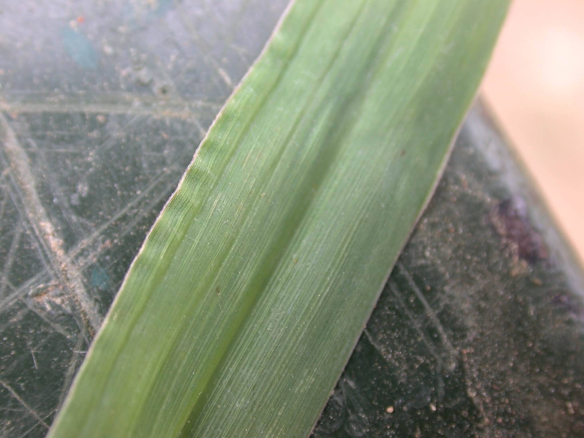 Dallisgrass Leaf Pucker