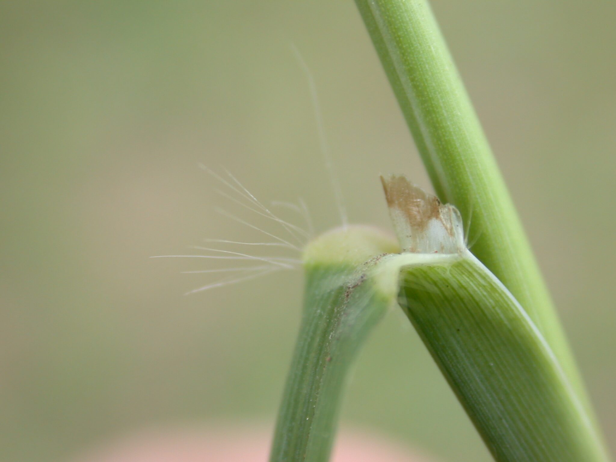 Dallisgrass Lingule