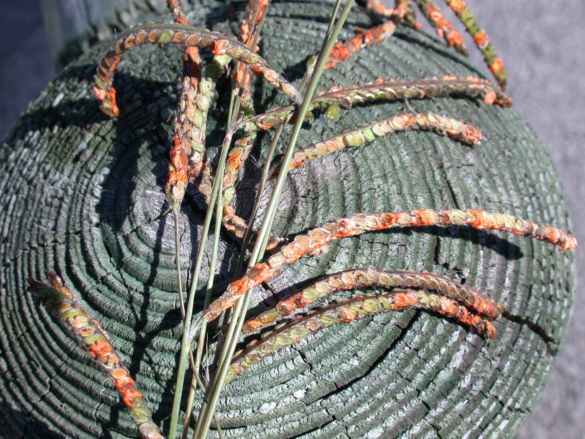 Dallisgrass Seedheads