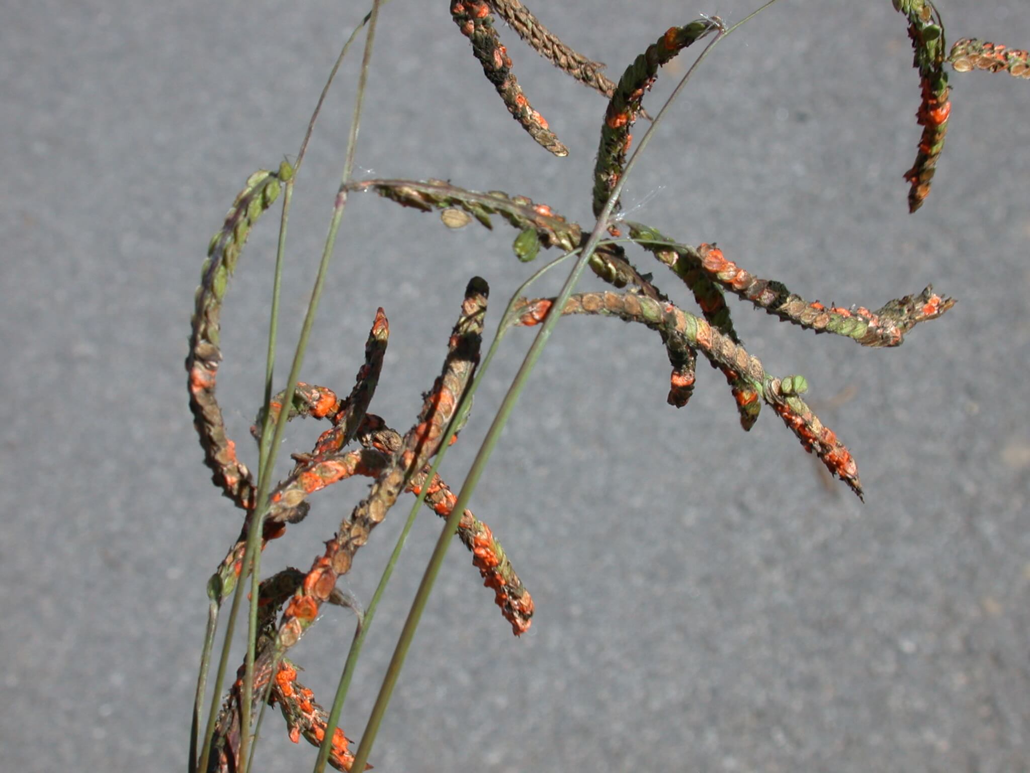 Dallisgrass Seedheads
