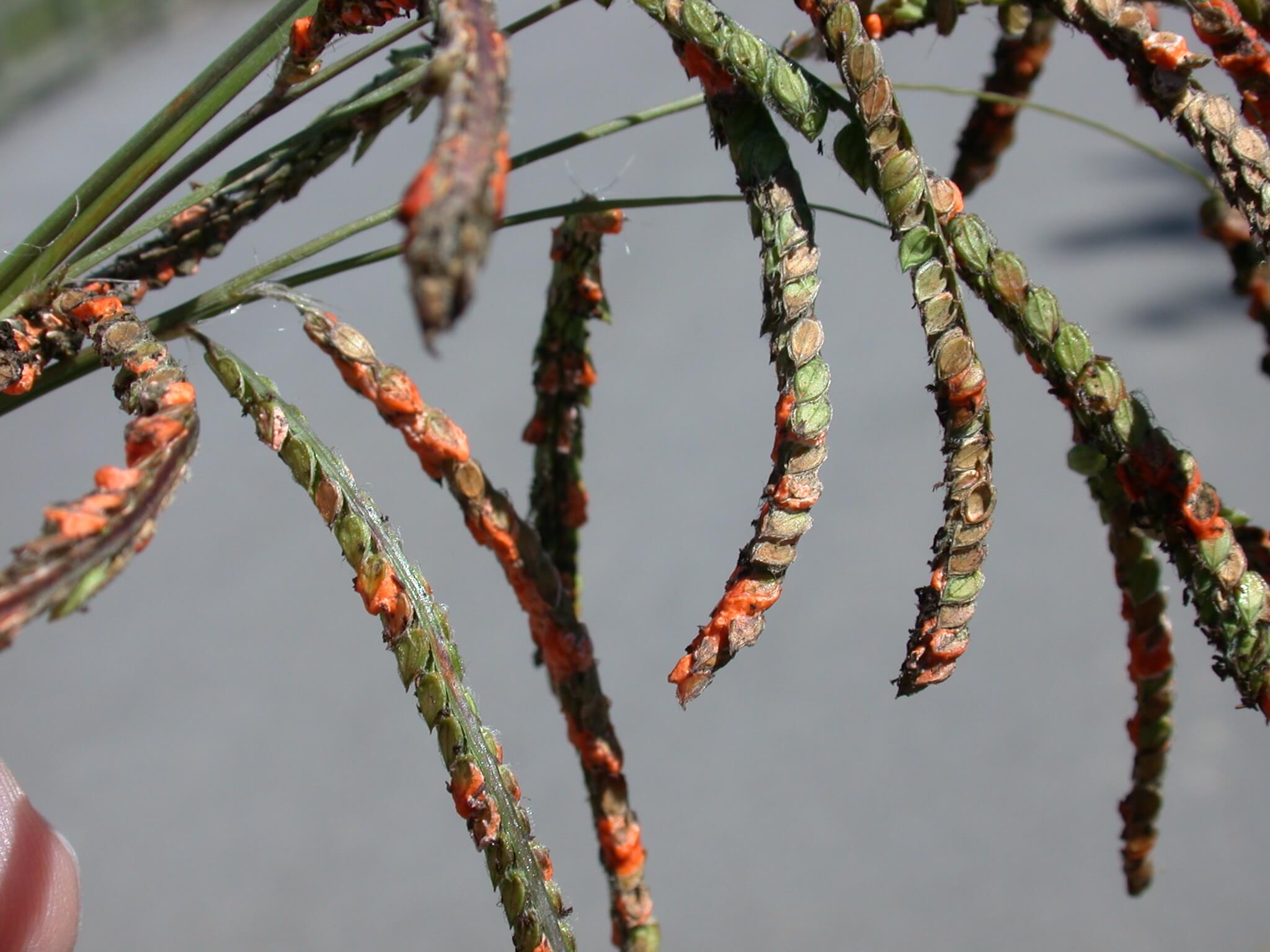 Dallisgrass Seedheads