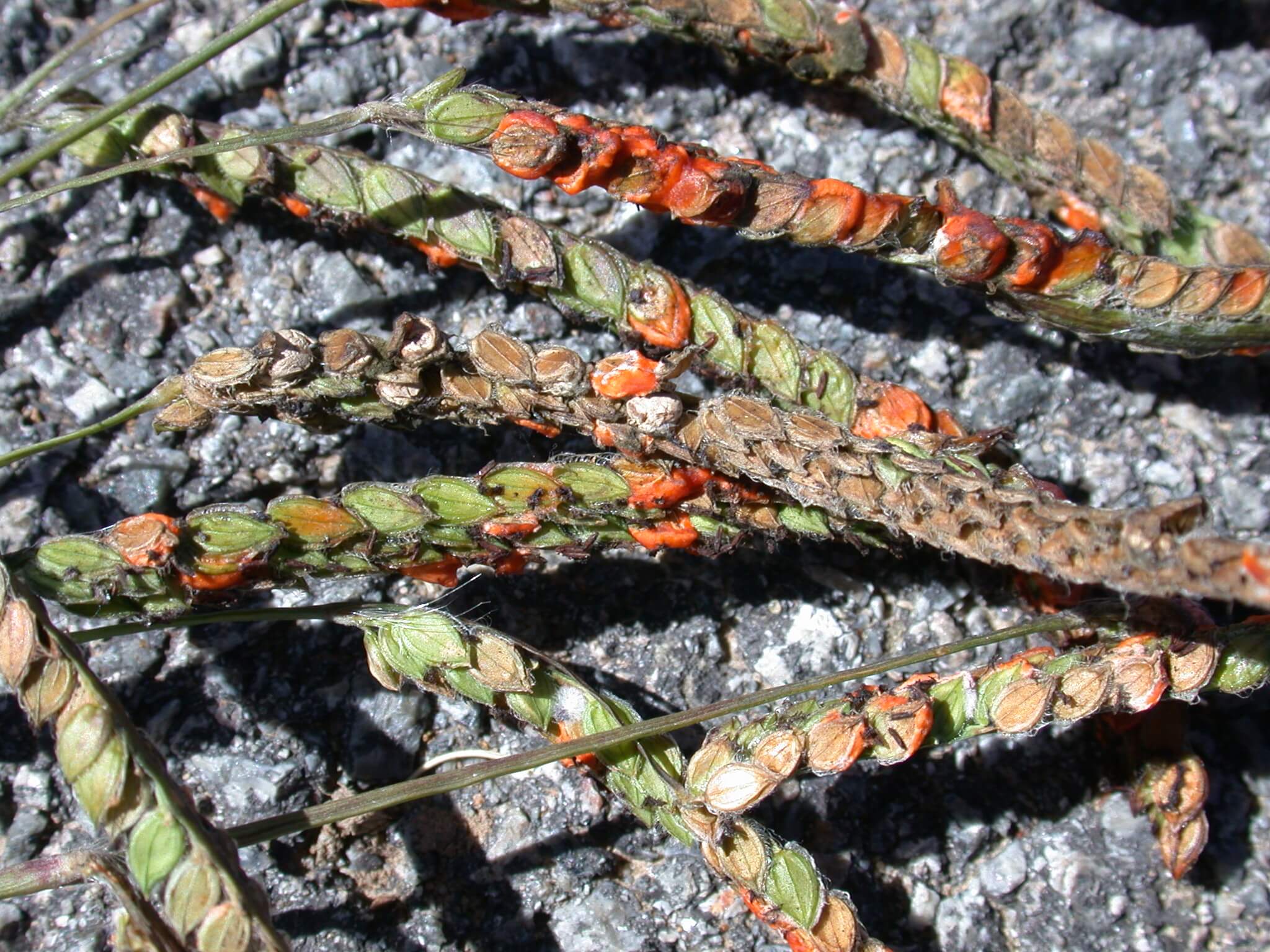 Dallisgrass Seedheads