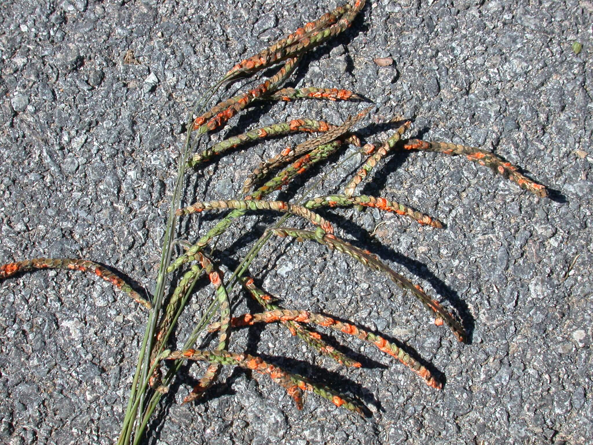 Dallisgrass Seedheads