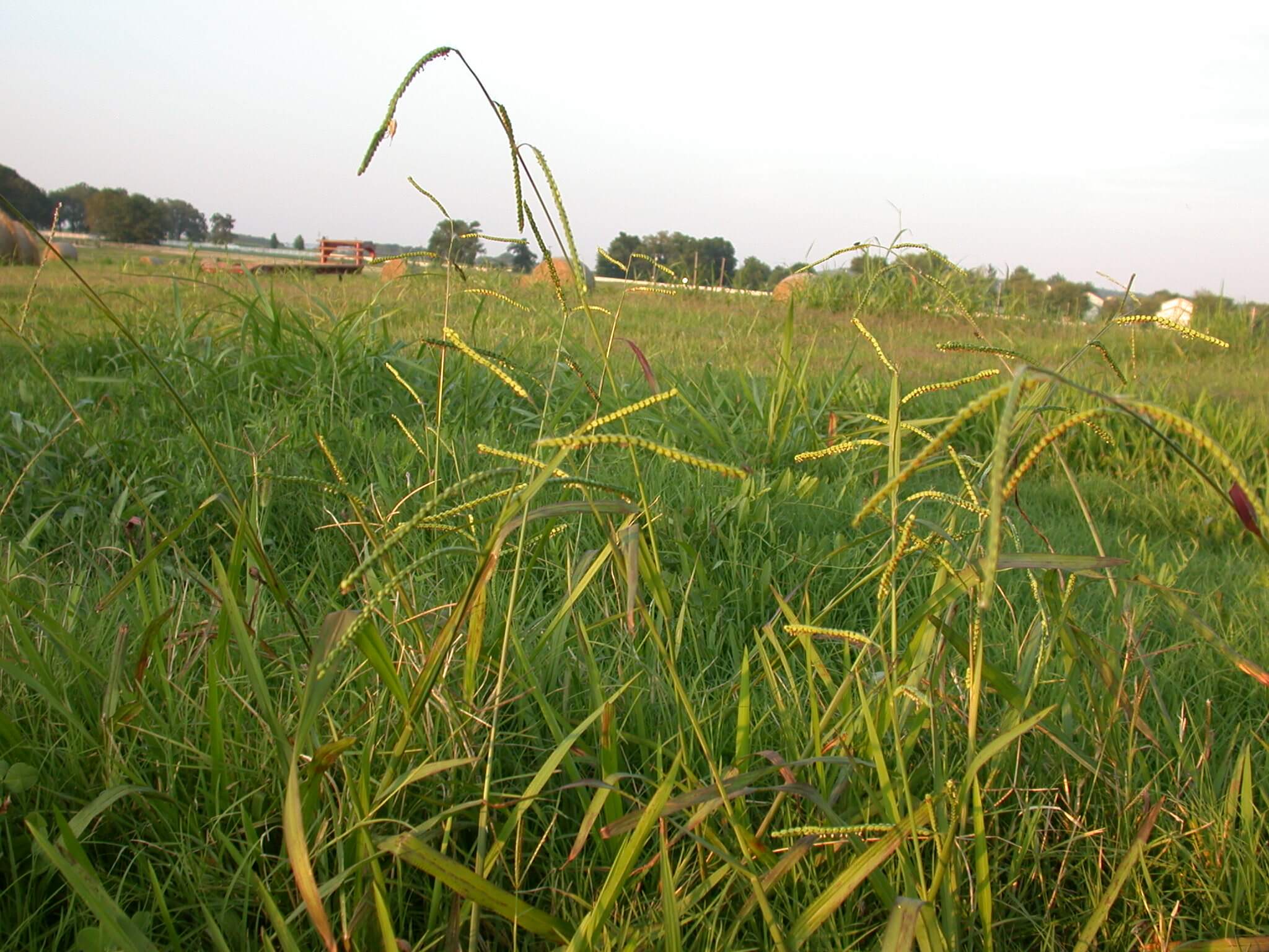 Dallisgrass Seedheads