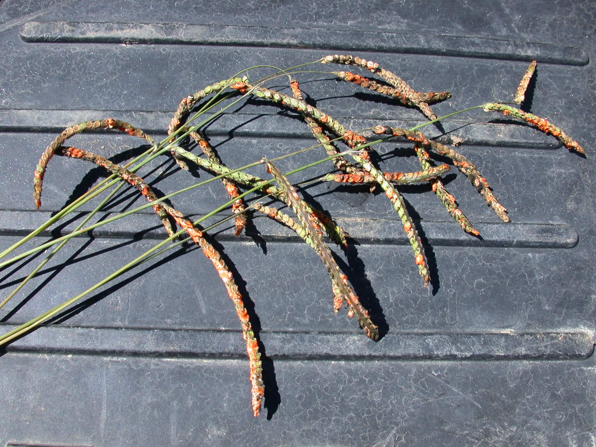 Dallisgrass Seedheads