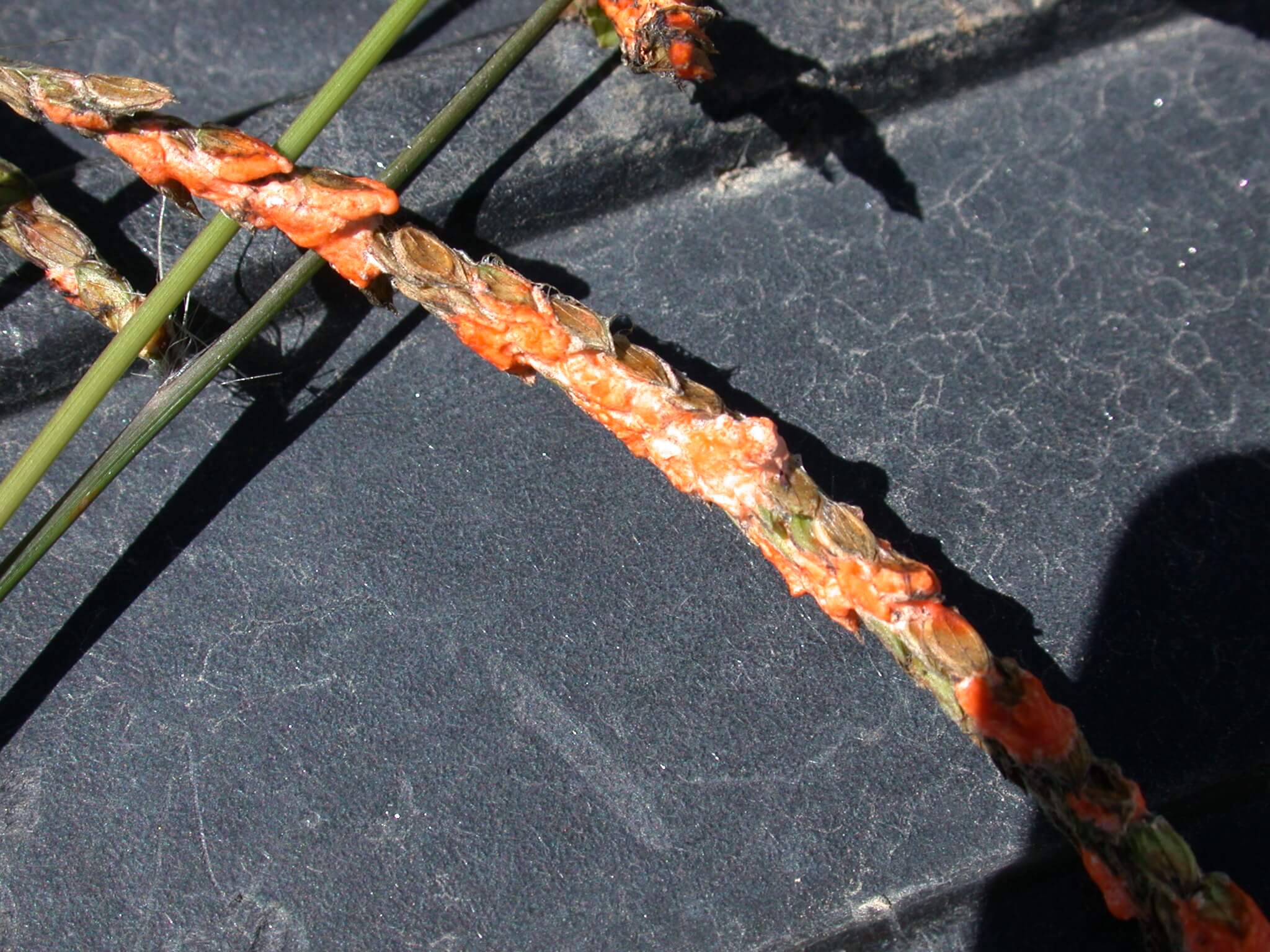 Dallisgrass Seedheads