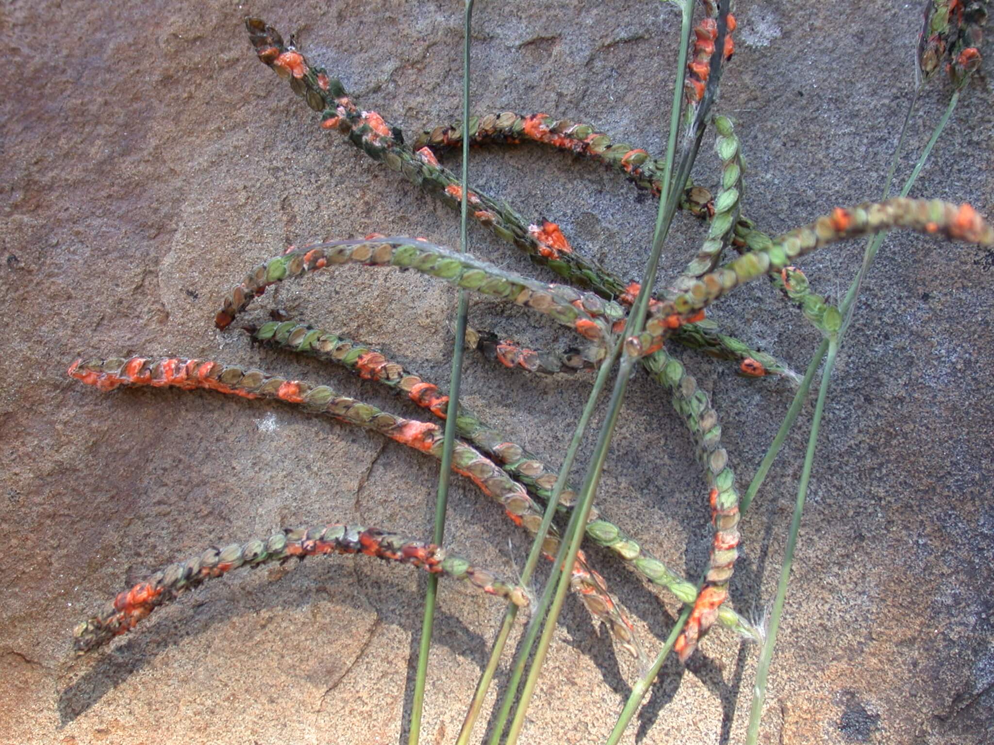 Dallisgrass Seedheads