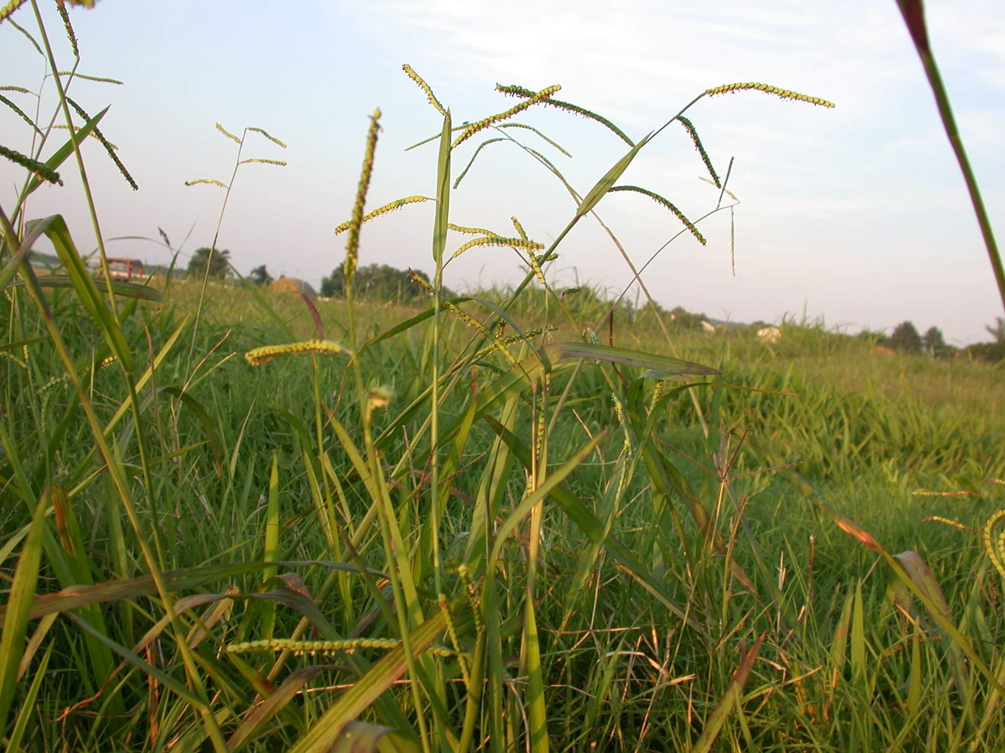 Dallisgrass Plant