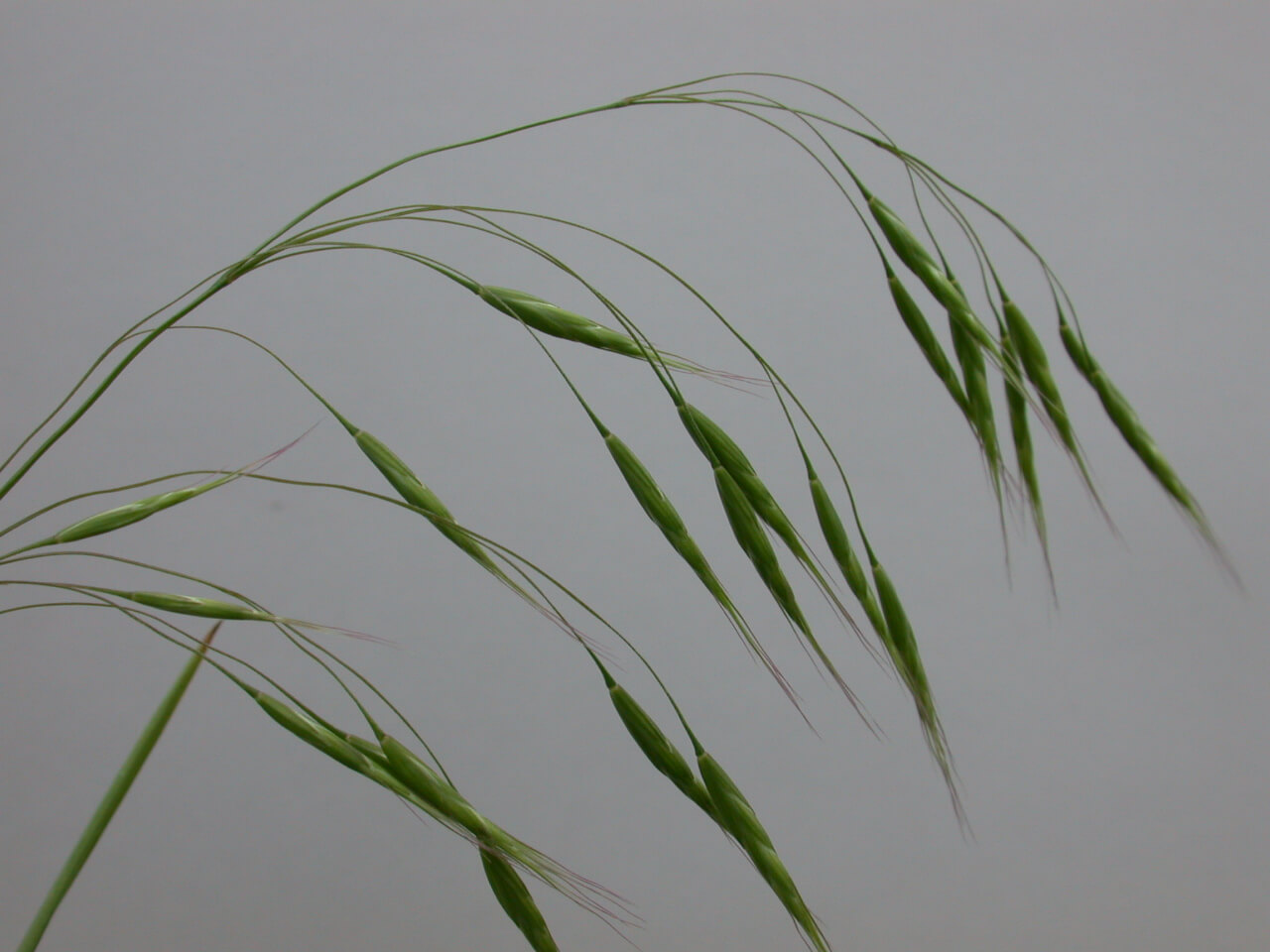 Downy Brome Seedhead