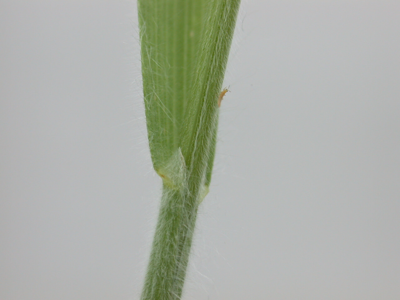 Downy brome stems are covered with hairs.