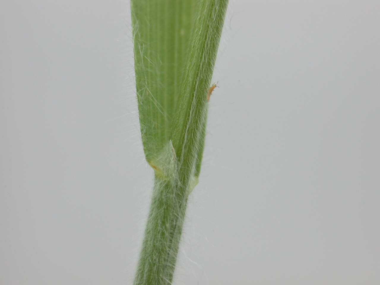Downy Brome Stem Downy brome stems are covered with hairs.