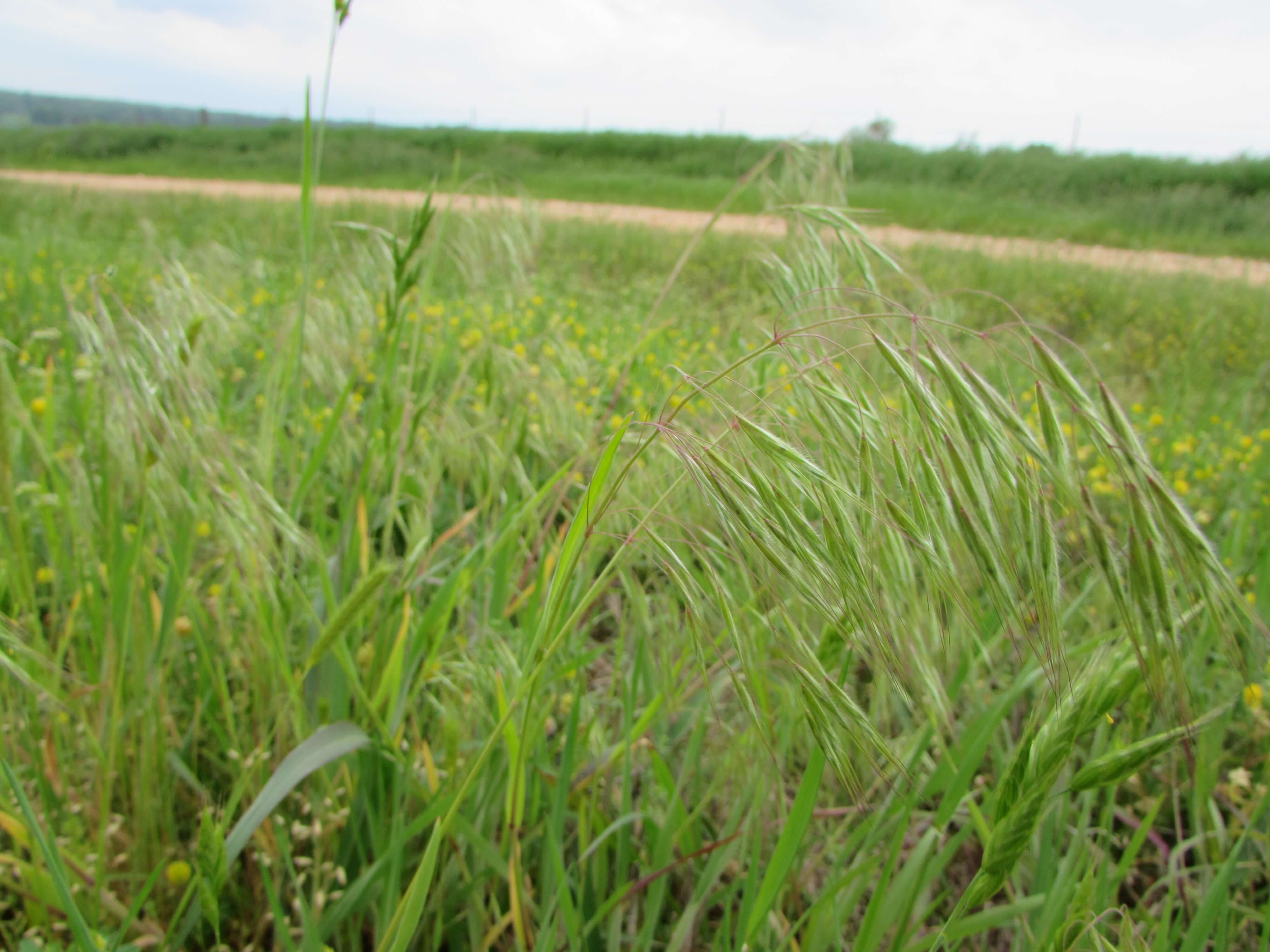 Downy Brome Field