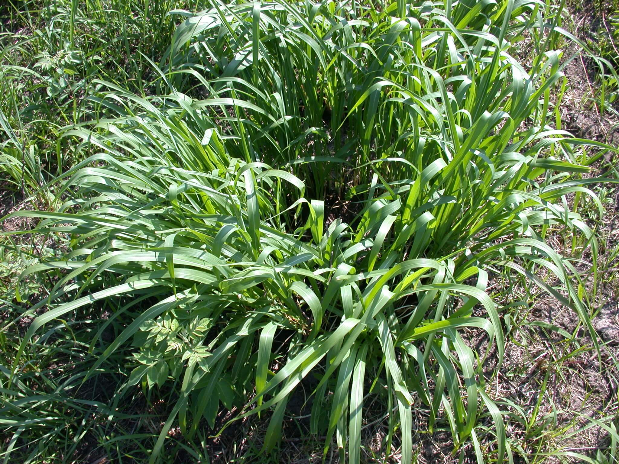 Eastern Gamagrass Crown