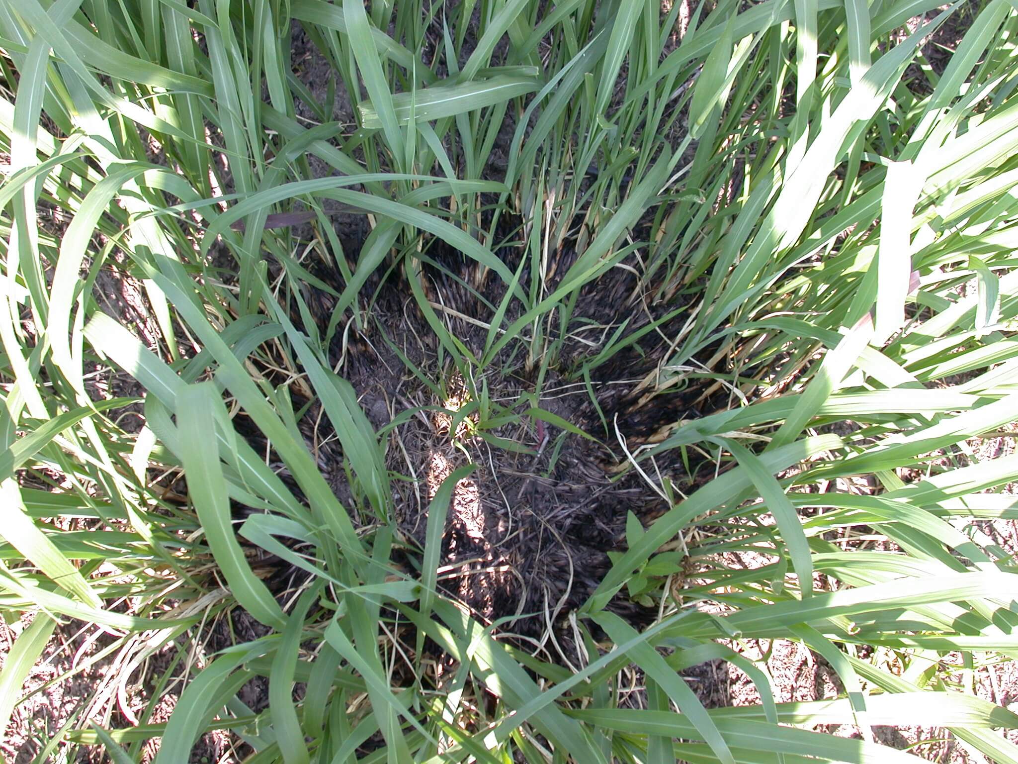 Eastern gamagrass crown burned.