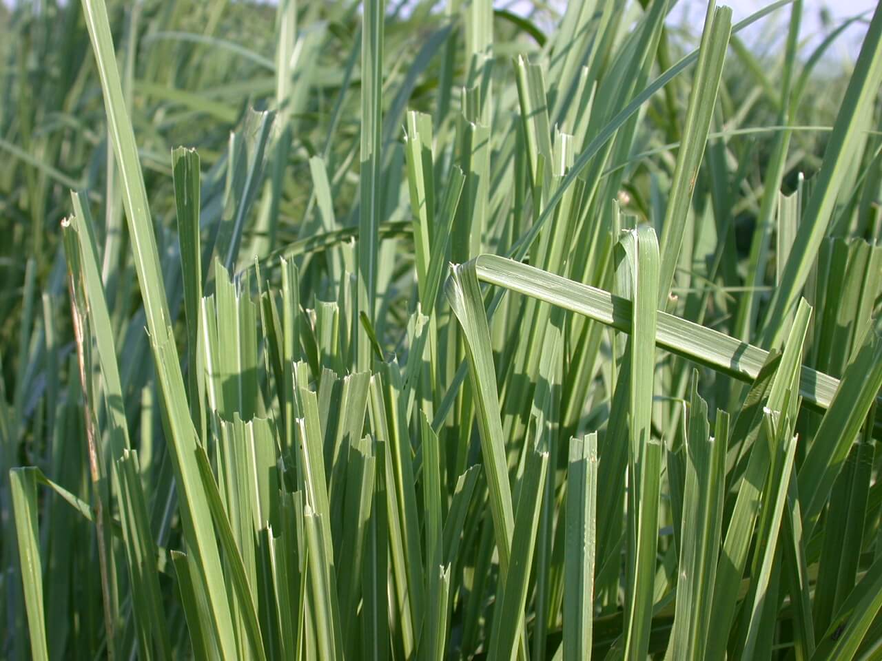 Eastern Gamagrass Grazed