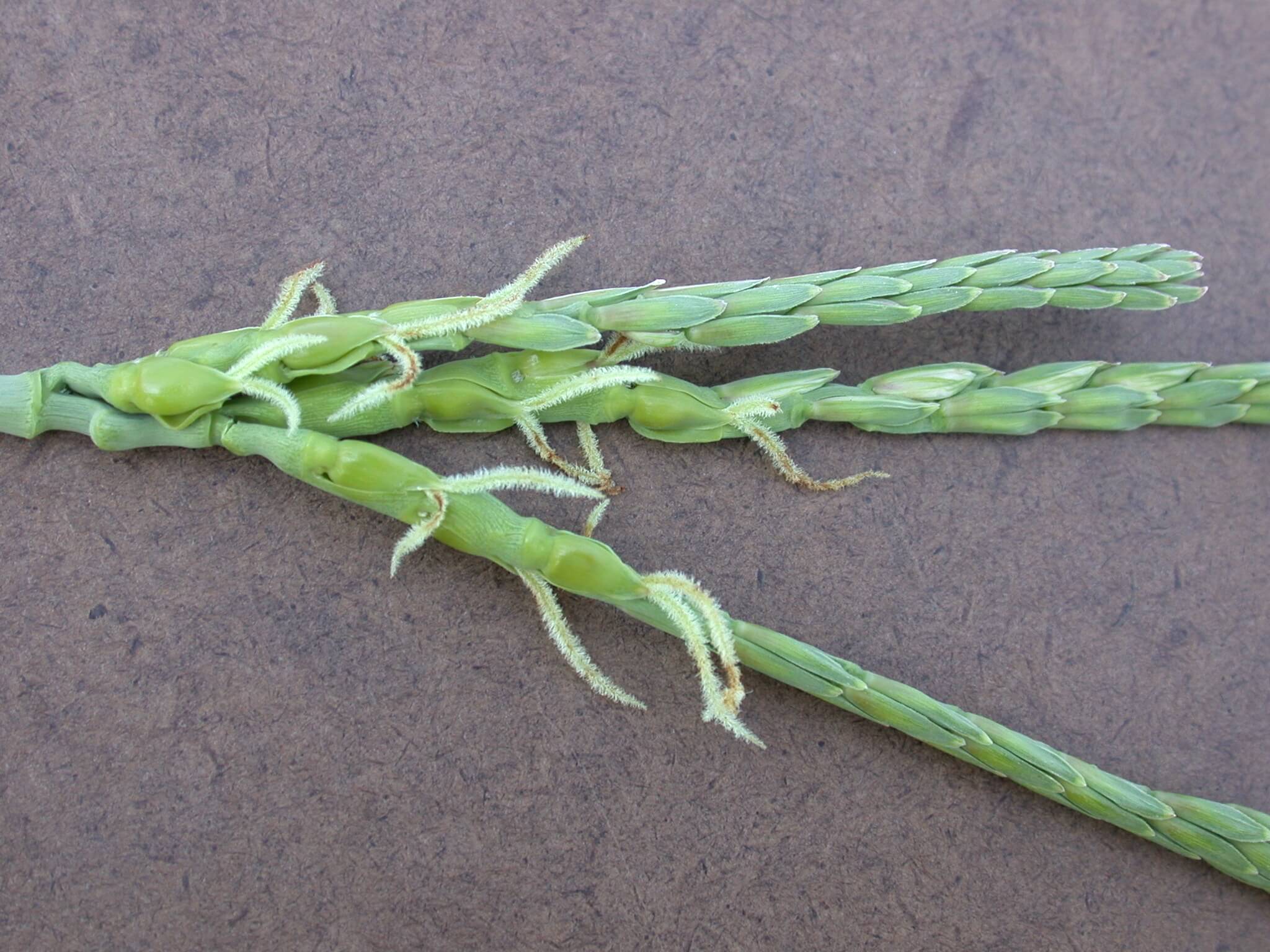 Eastern Gamagrass Seedhead