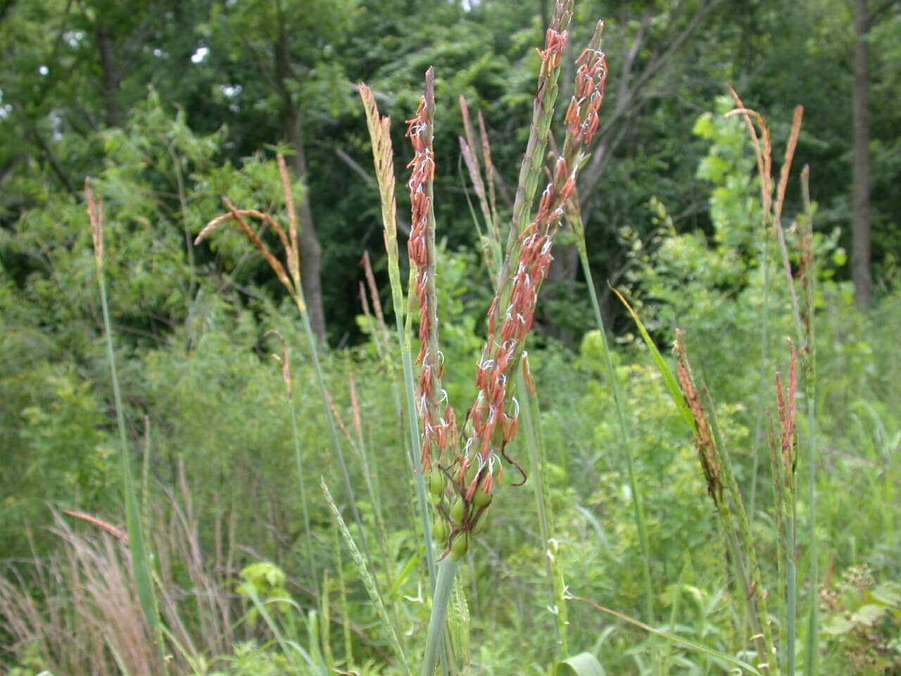 Eastern Gamagrass Head