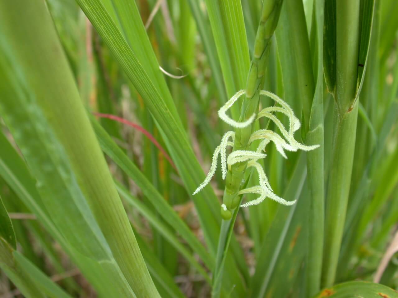 Eastern gamagrass in bloom.