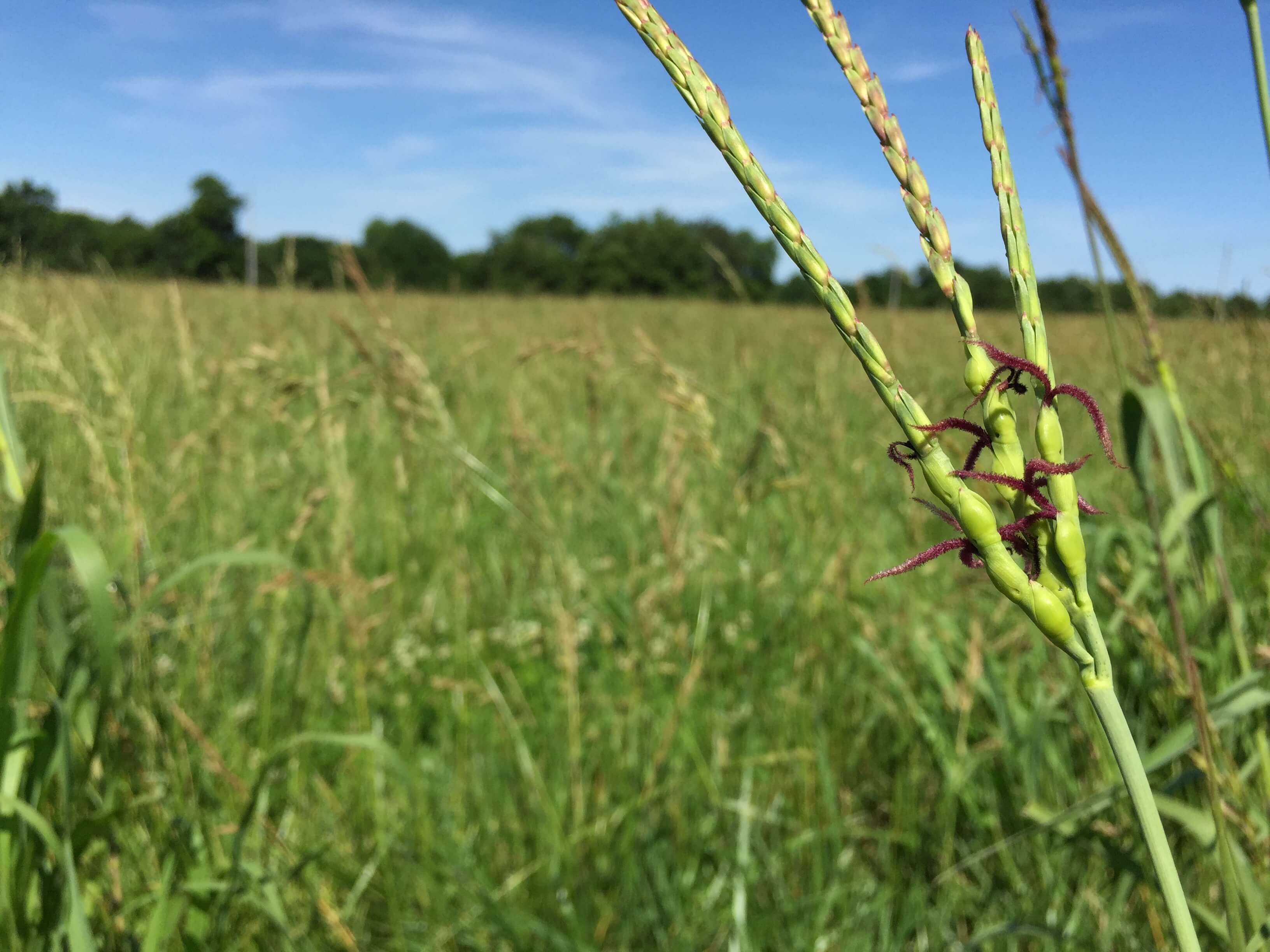 Eastern Gamagrass Seedhead