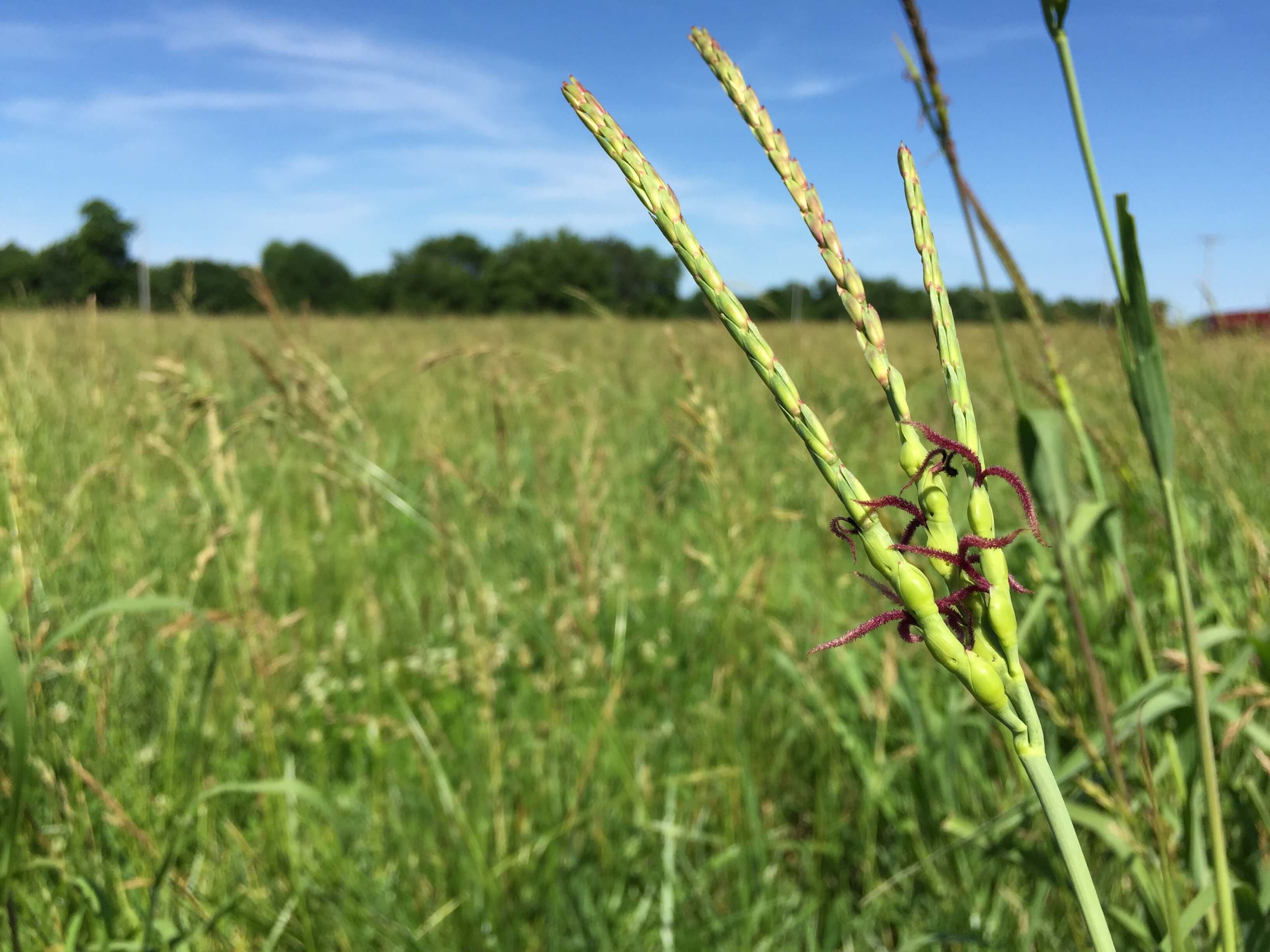 Eastern Gamagrass Seedhead