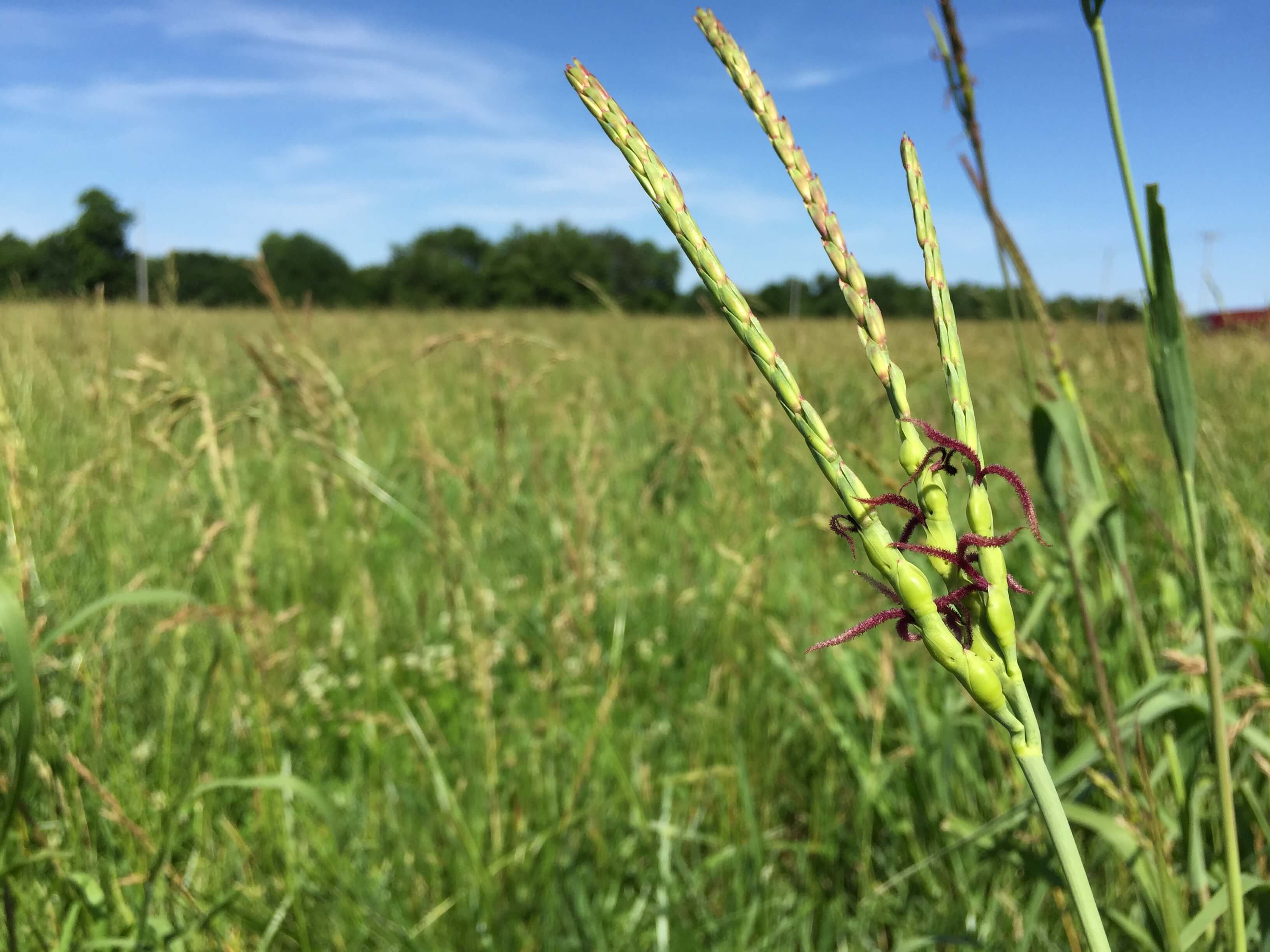 Eastern Gamagrass Seedhead