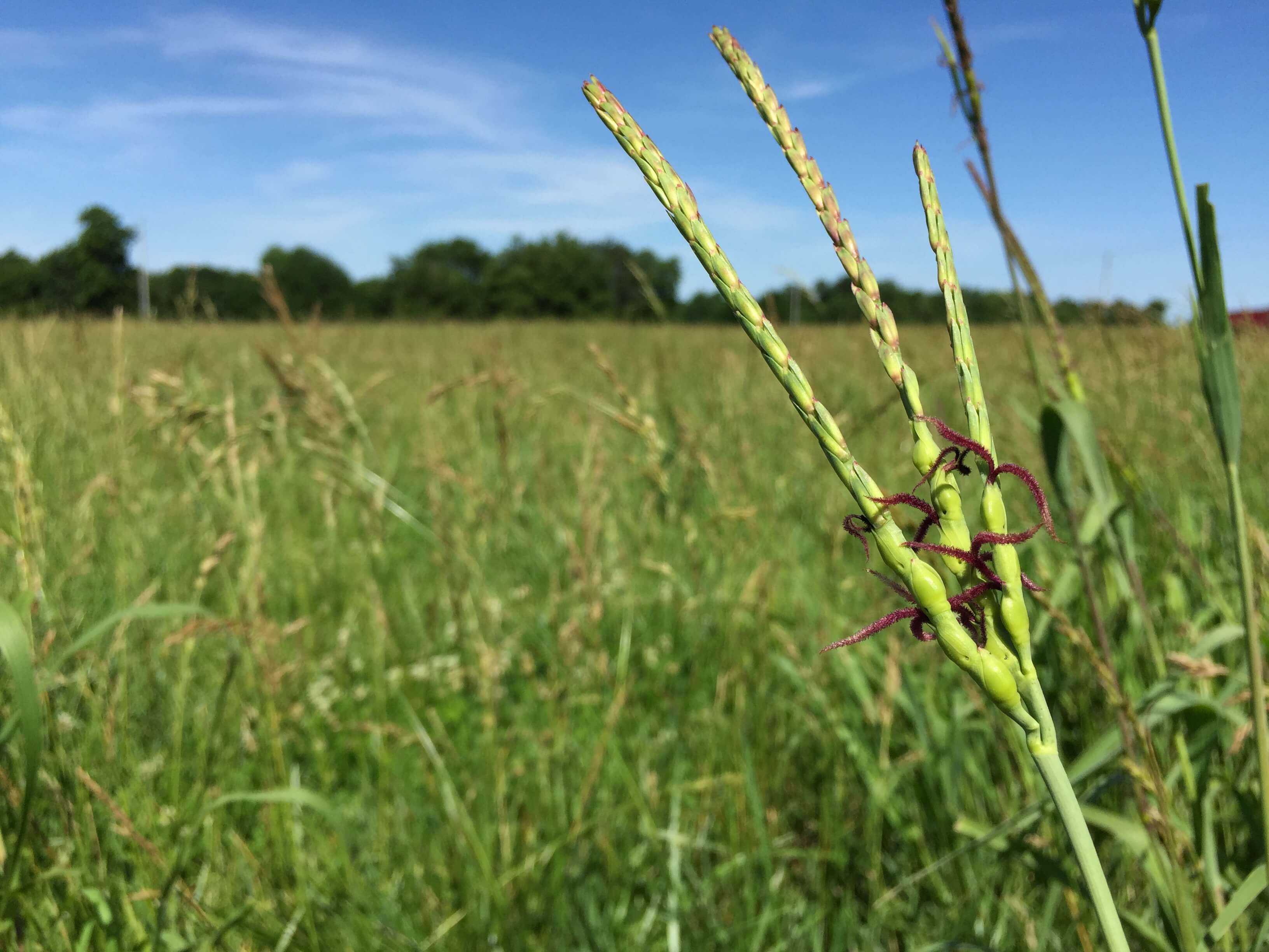 Eastern Gamagrass Seedhead