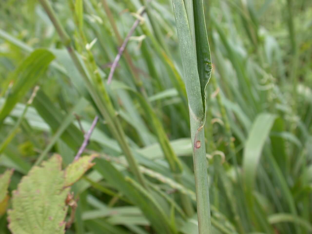 Eastern Gamagrass Leaf Sheath