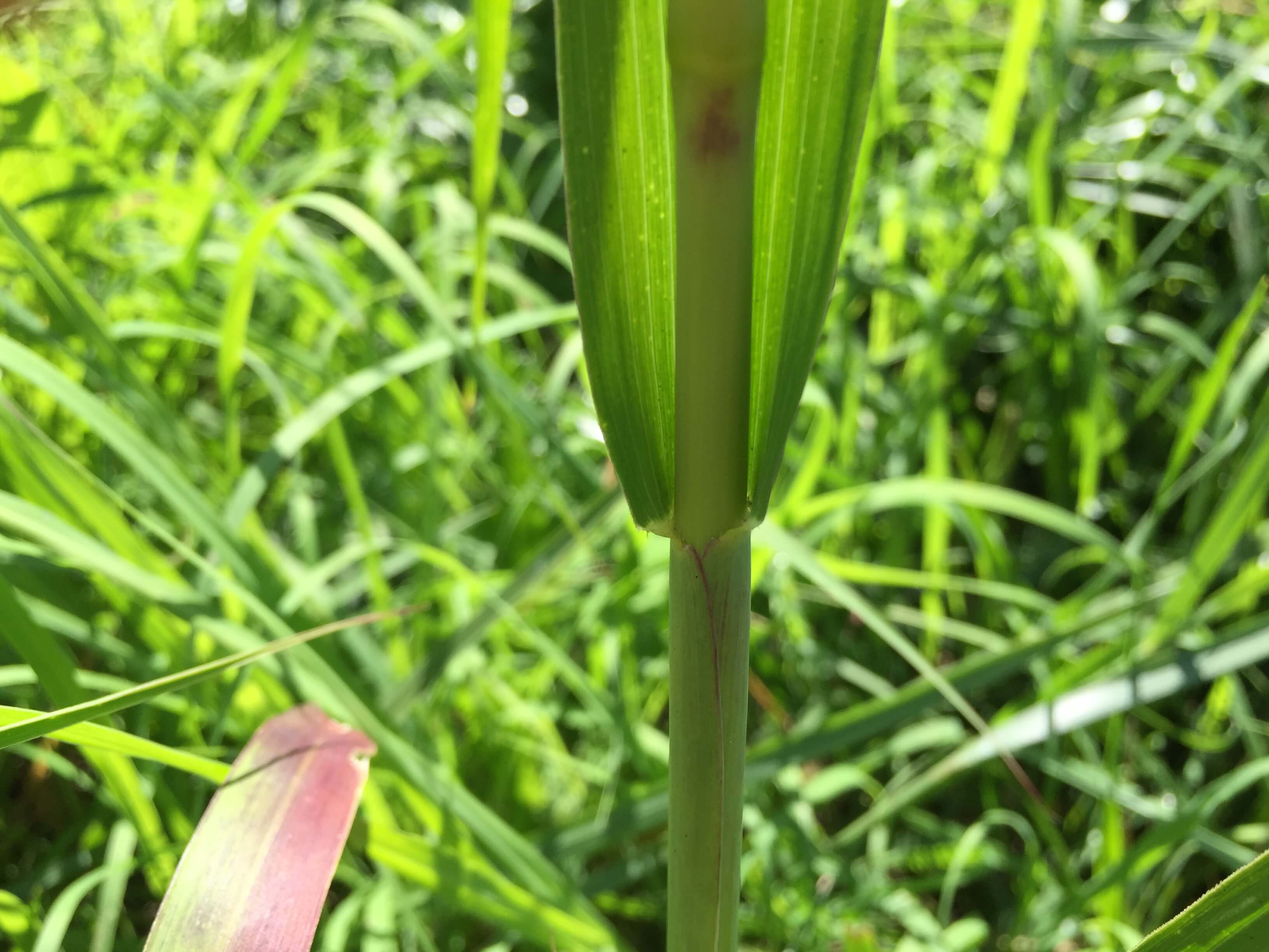 Eastern Gamagrass Stem