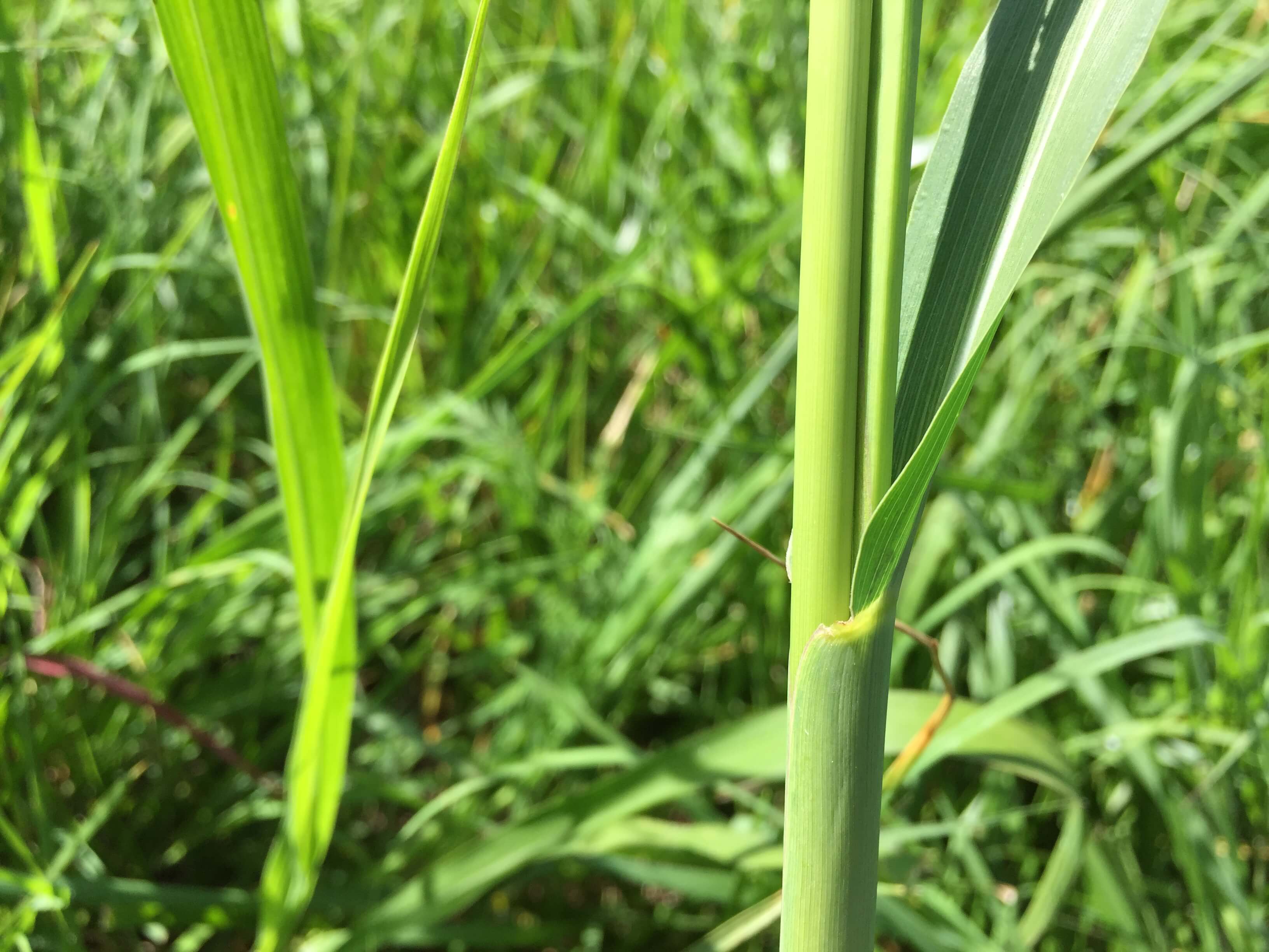 Eastern Gamagrass Stem