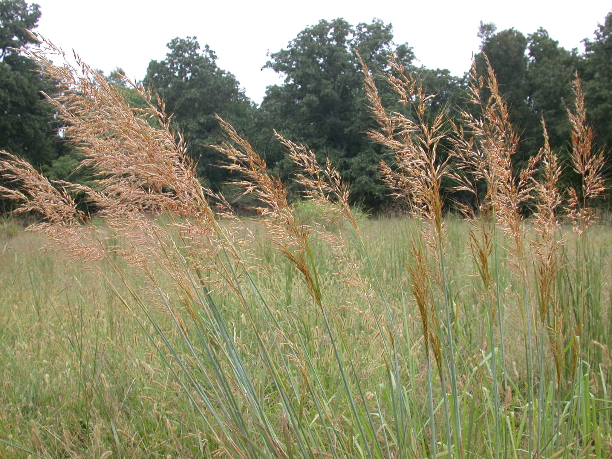 Field view of indiangrass.