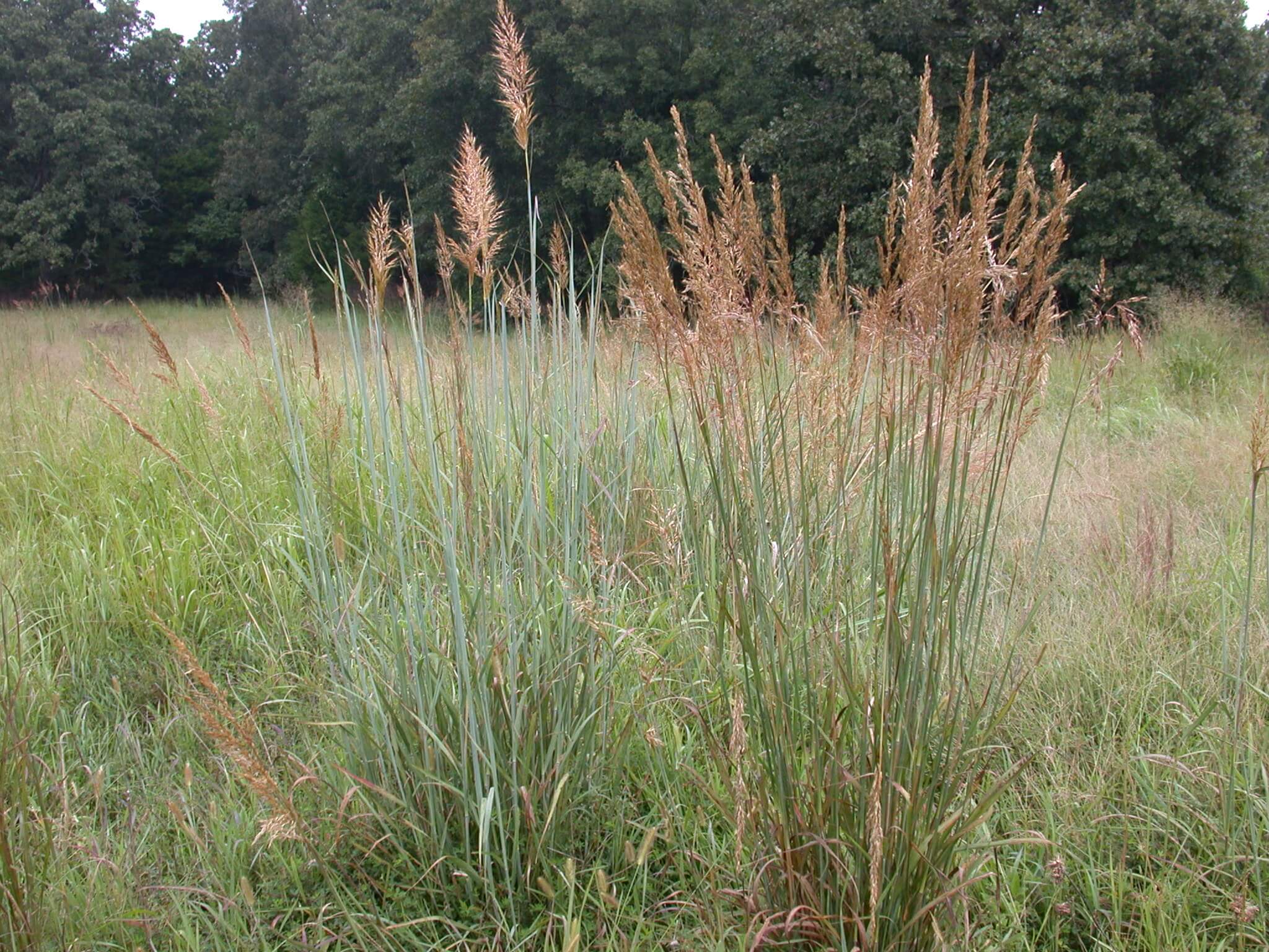 Indiangrass