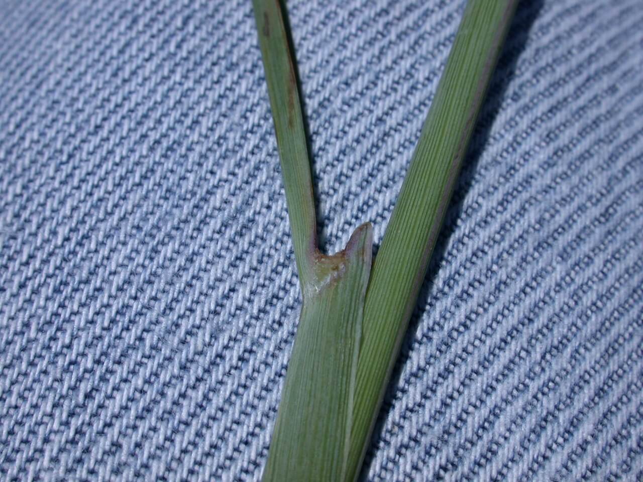 Indiangrass Ligule