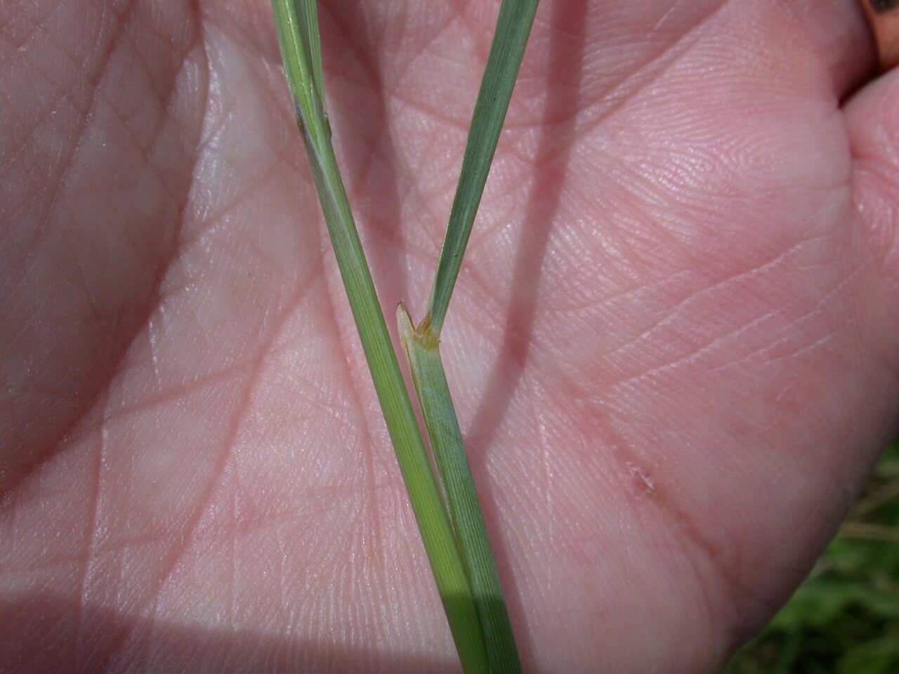 Indiangrass Ligule Indiangrass Ligule