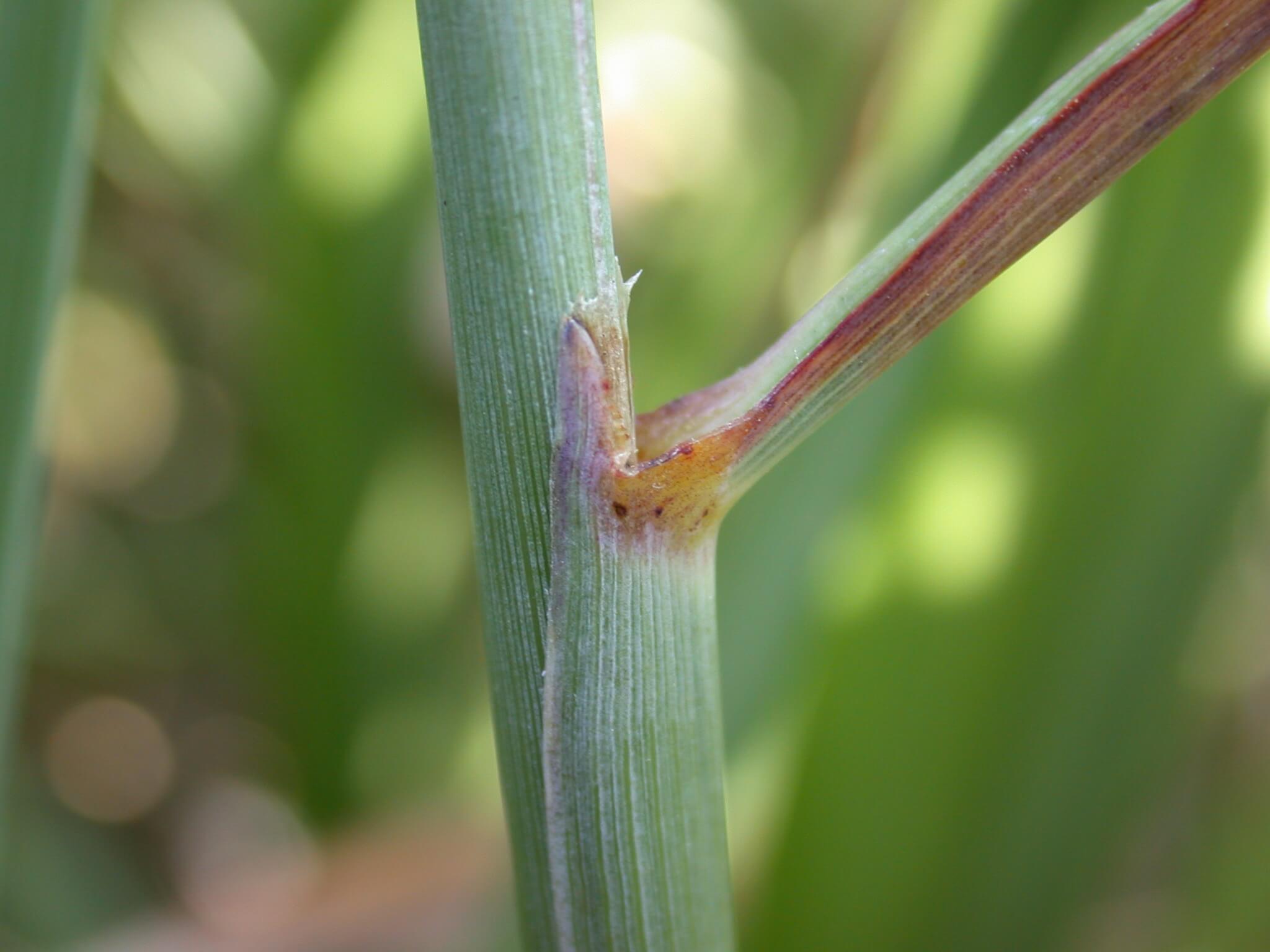 Indiangrass Ligule