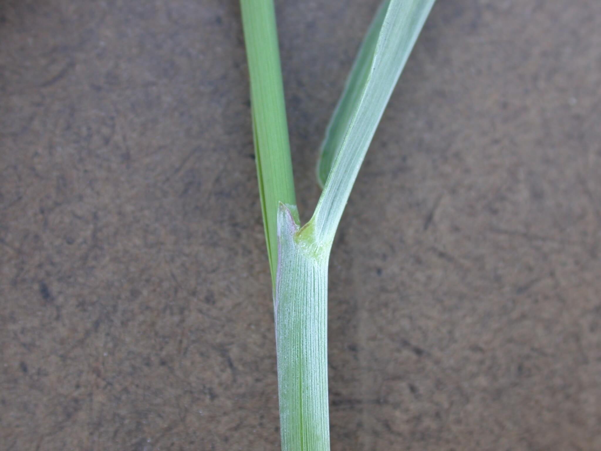 Indiangrass Ligule