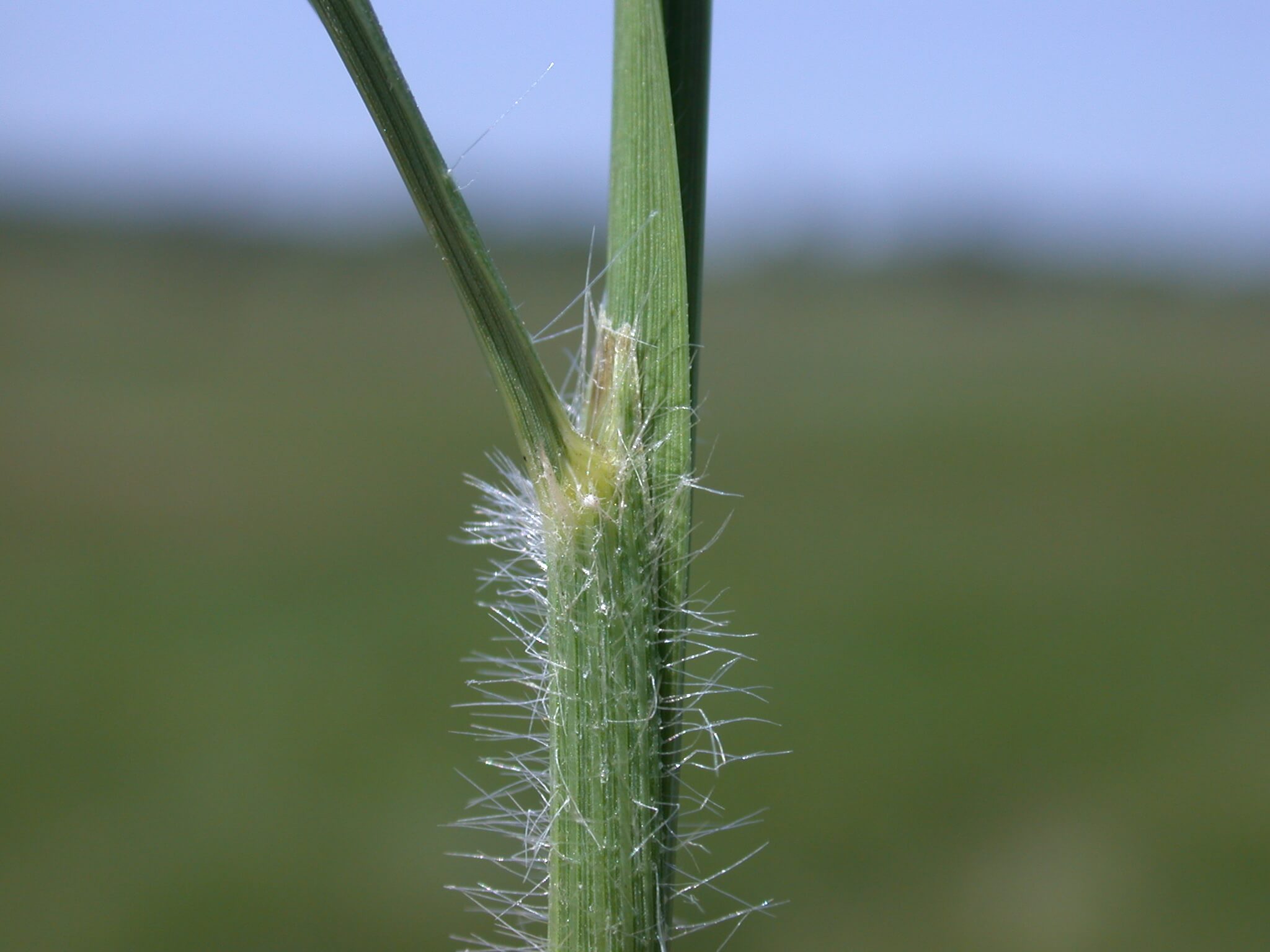 Indian grass ligules have tiny hairs covering it.