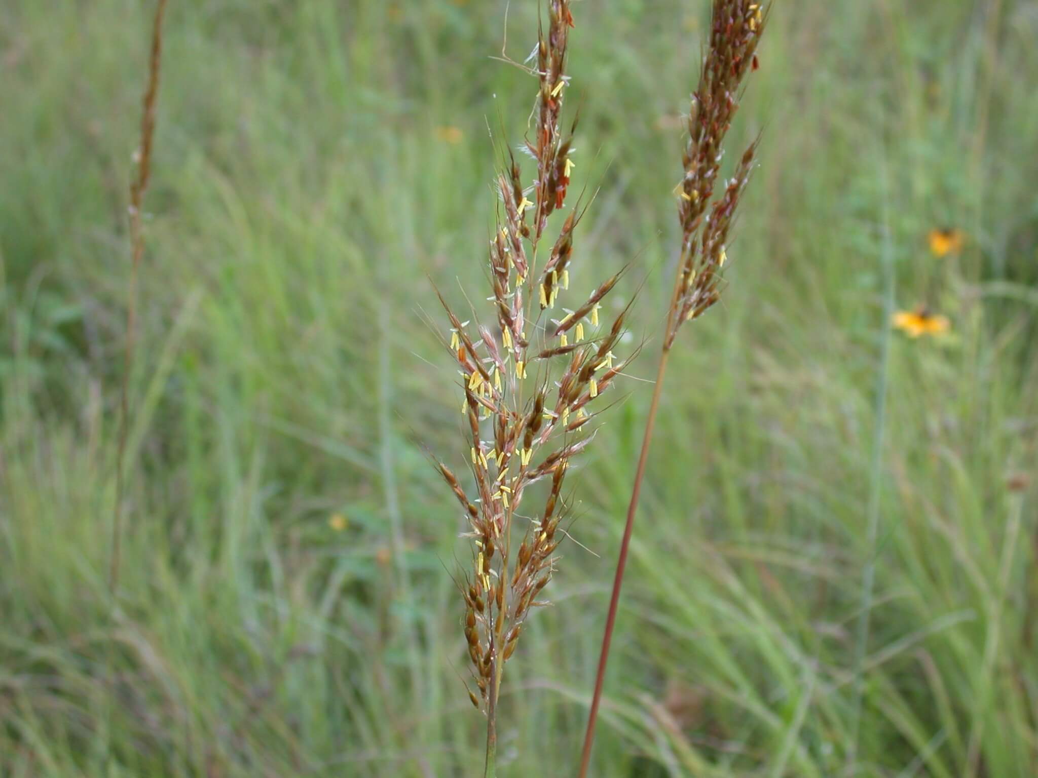 Indiangrass Seedhead