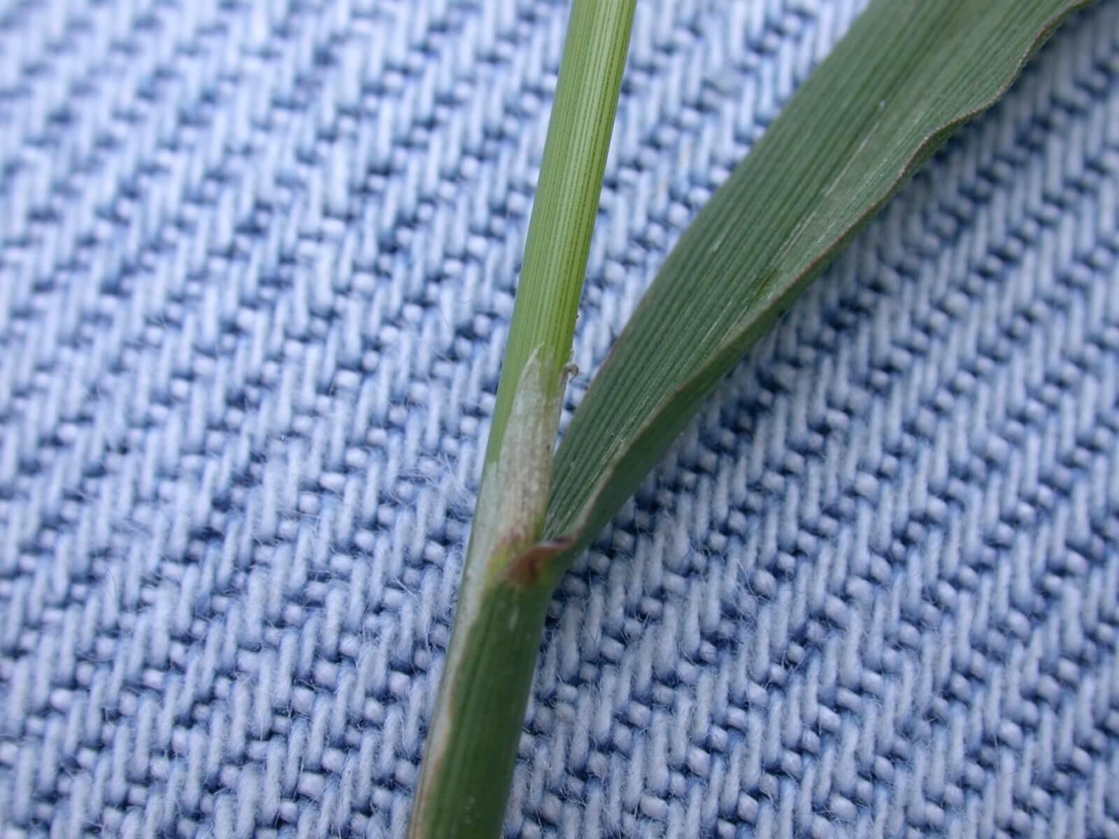 Indiangrass Stem